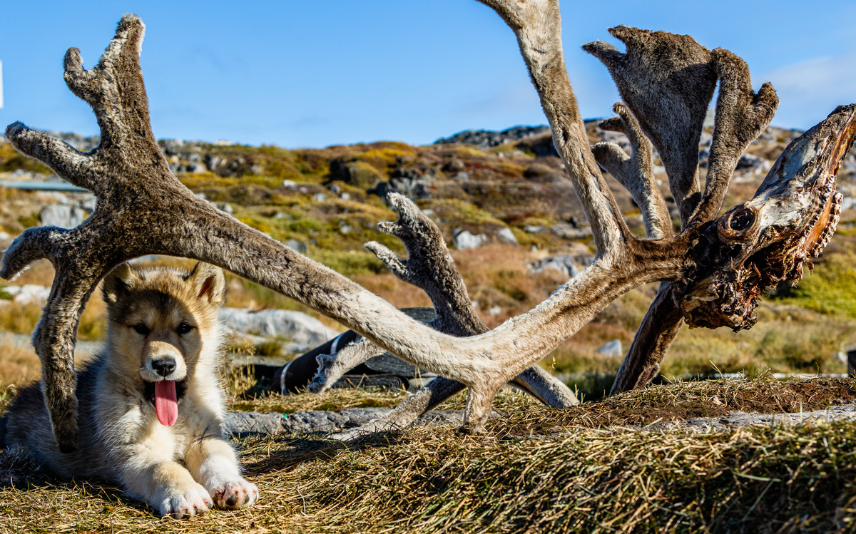 A puppy sits beneath the antlers of a muskox.