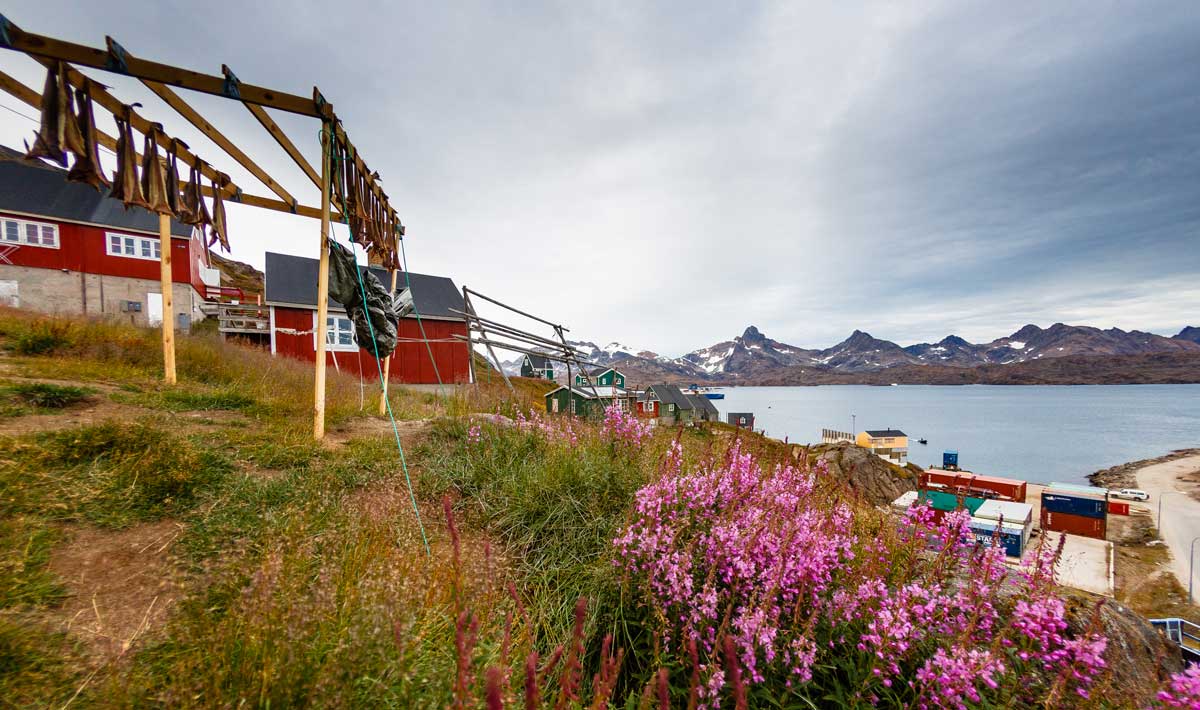 Purple flowers accent the hilltop of houses in an arctic community. Photo by Nicky Souness.