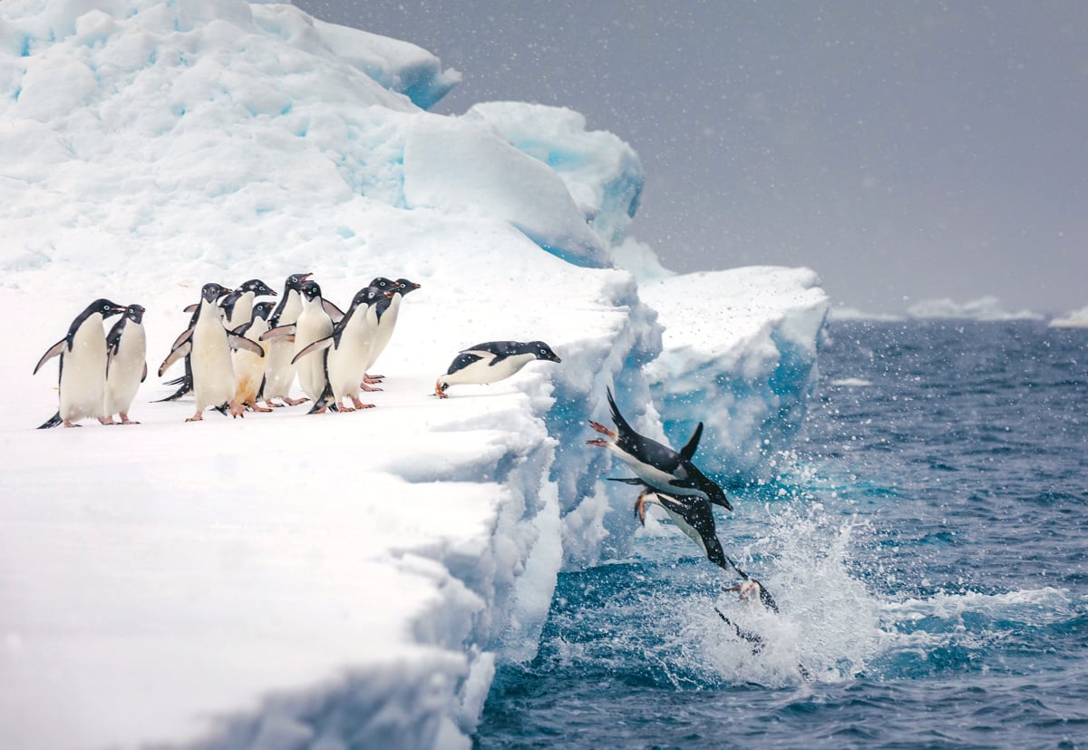 A group of 10 penguins sliding off the ice into the cold blue waters of the Antarctic.