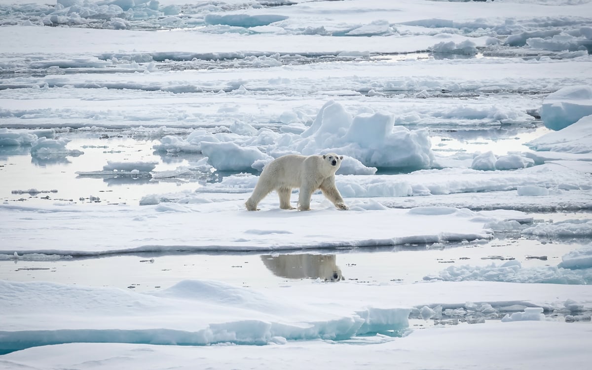A large polar bear on the ice in Svalbard, Norwegian High Arctic