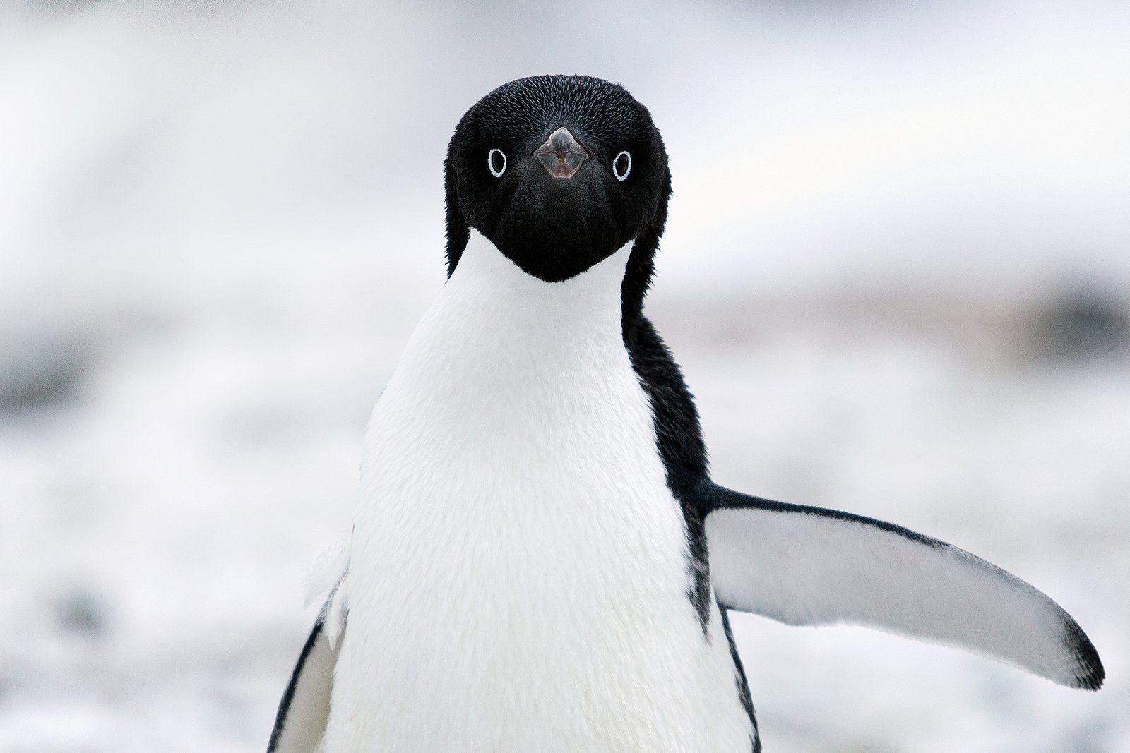 Adelie Penguin - Photo by Sam Edmonds