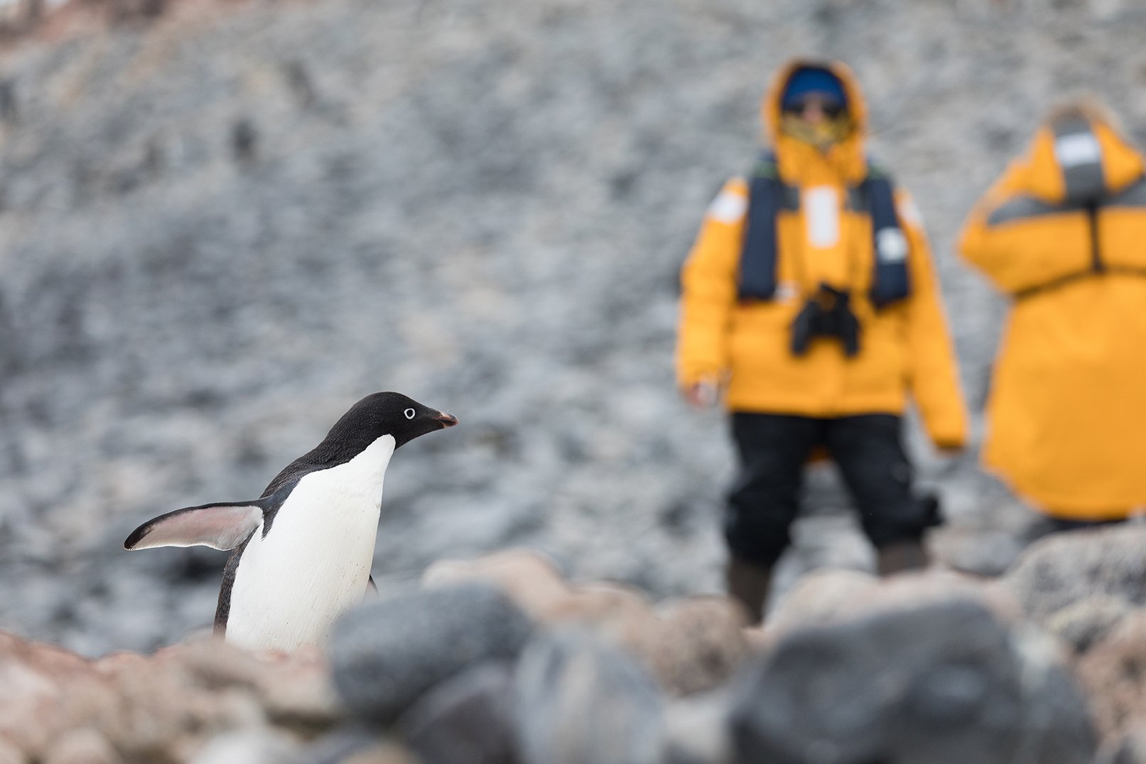 Adelie Penguin, Paulet Island, Antarctica - Photo by Sam Edmonds