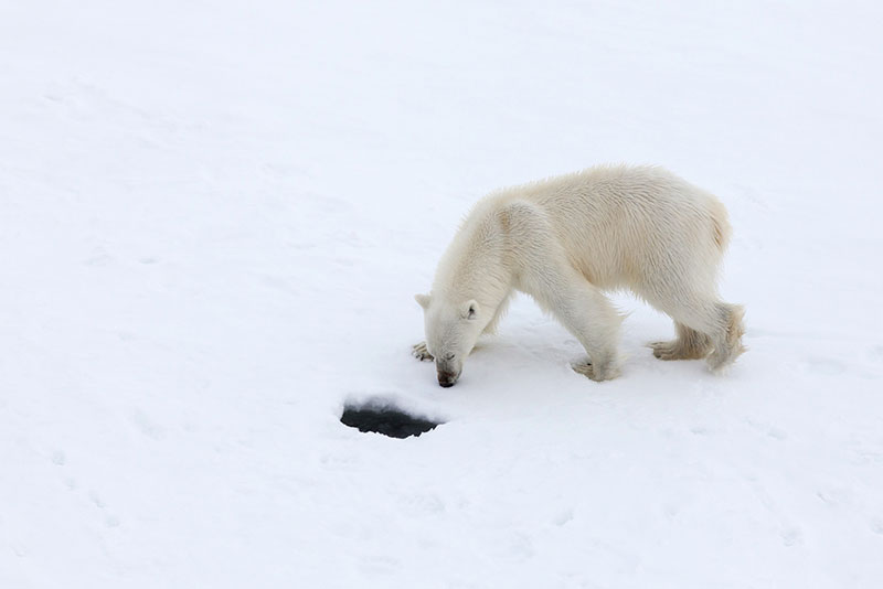 Polar Bear - Credit: Samantha Crimmin