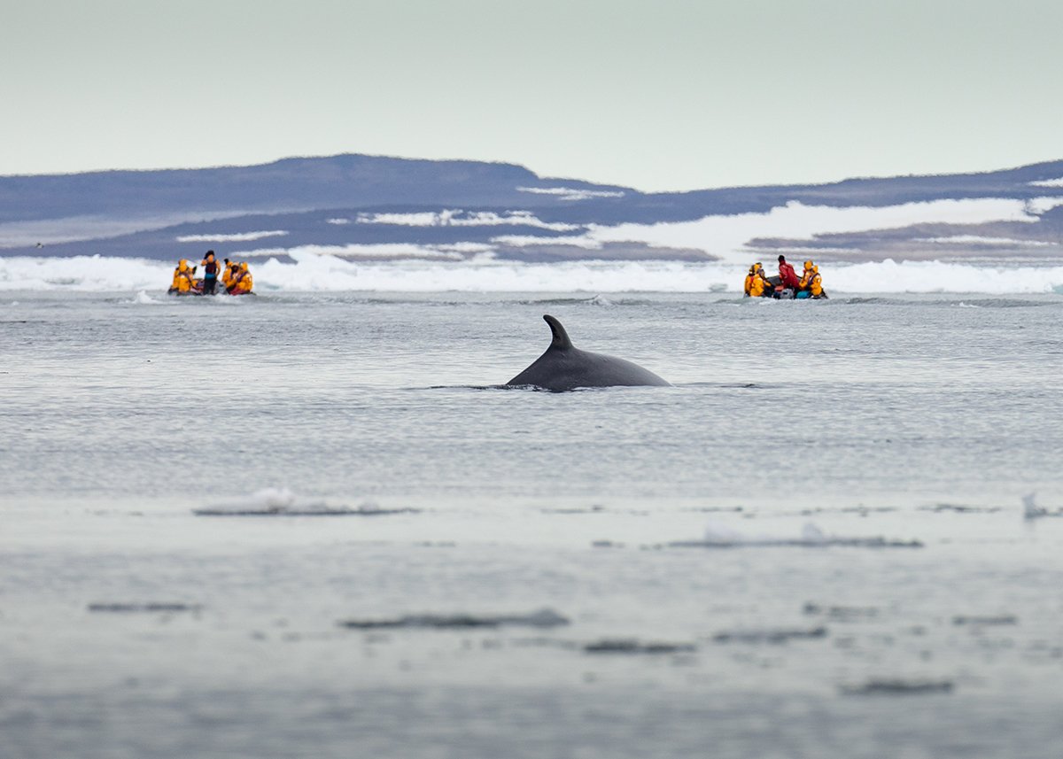 Whale - Svalbard