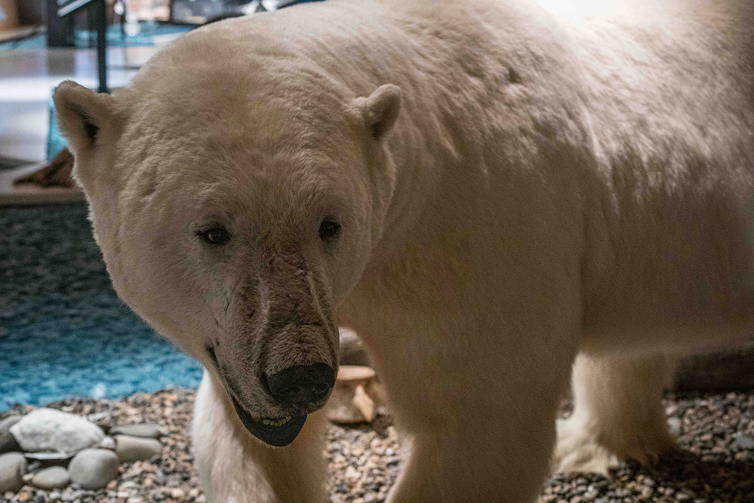 A polar bear exhibit in Svalbard Museum.