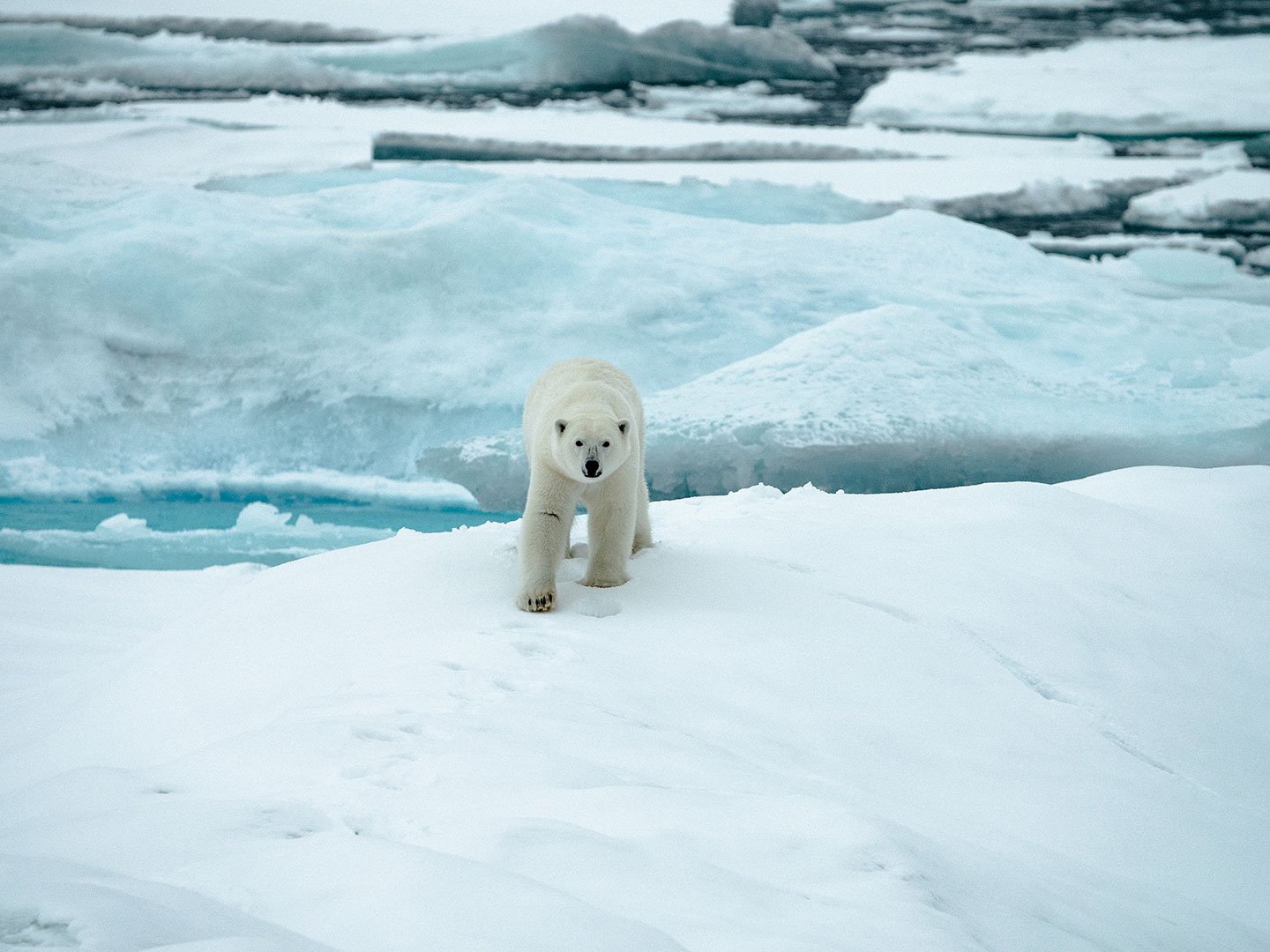 How to see polar bears in Svalbard