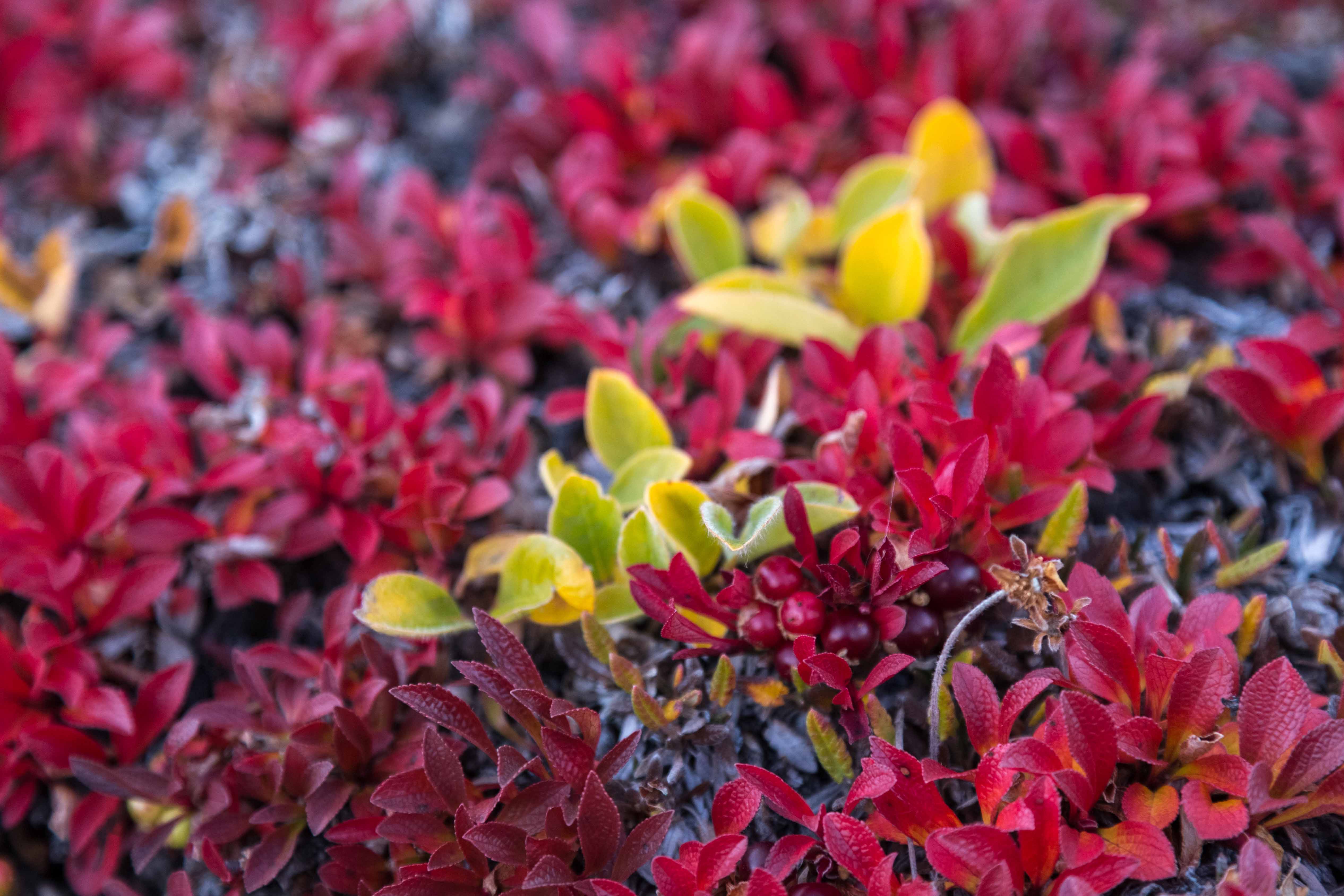 The Bearberry adds a splash of red-wine color to the Arctic tundra.