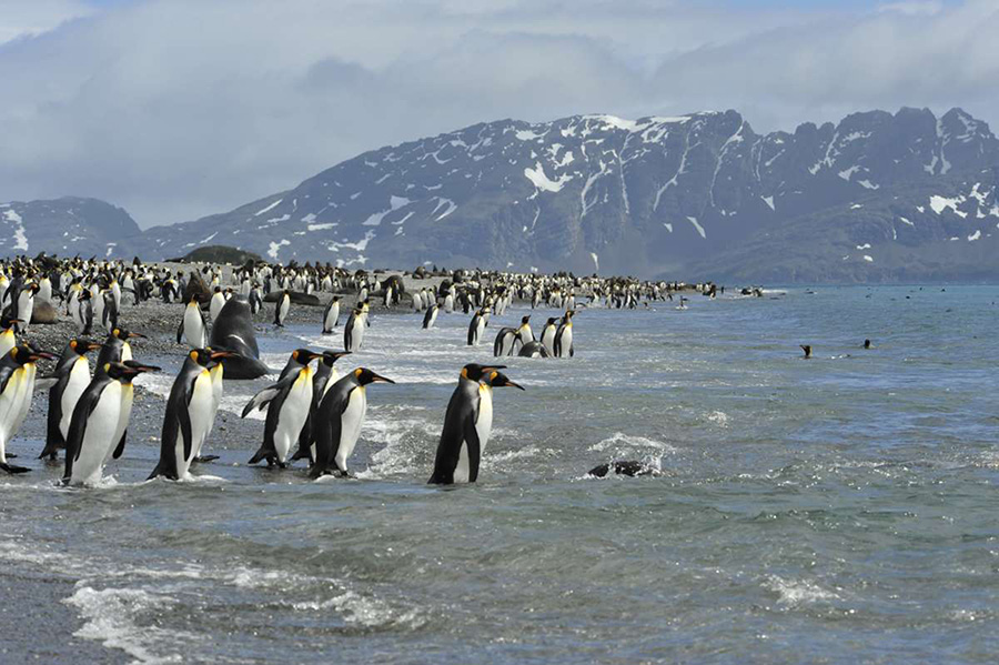 2010.Nov_.SouthGeorgia.Falklands.Antarctica.jpg