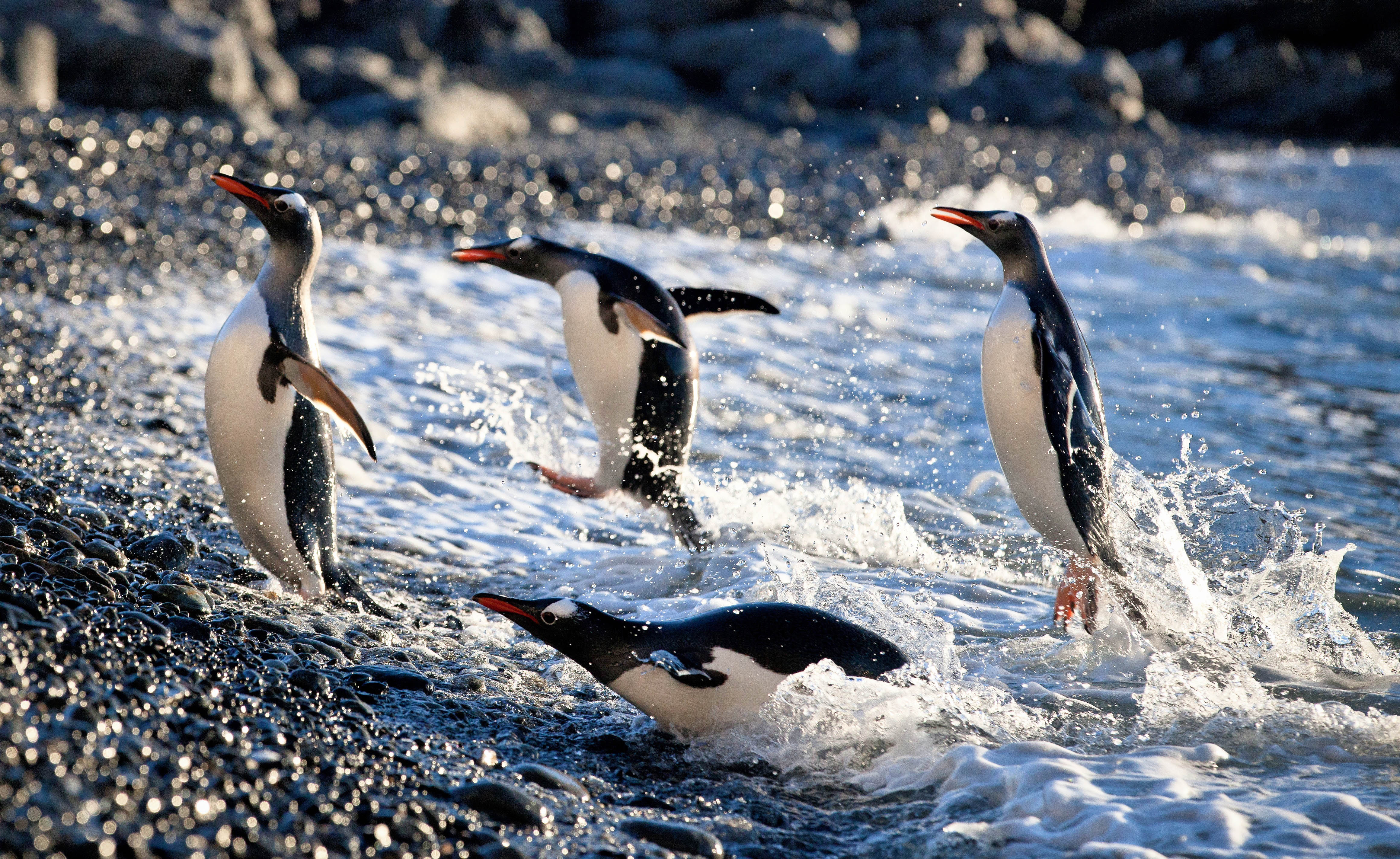 Gentoo penguins delight Quark passengers by porpoising out of the water in Antarctica.