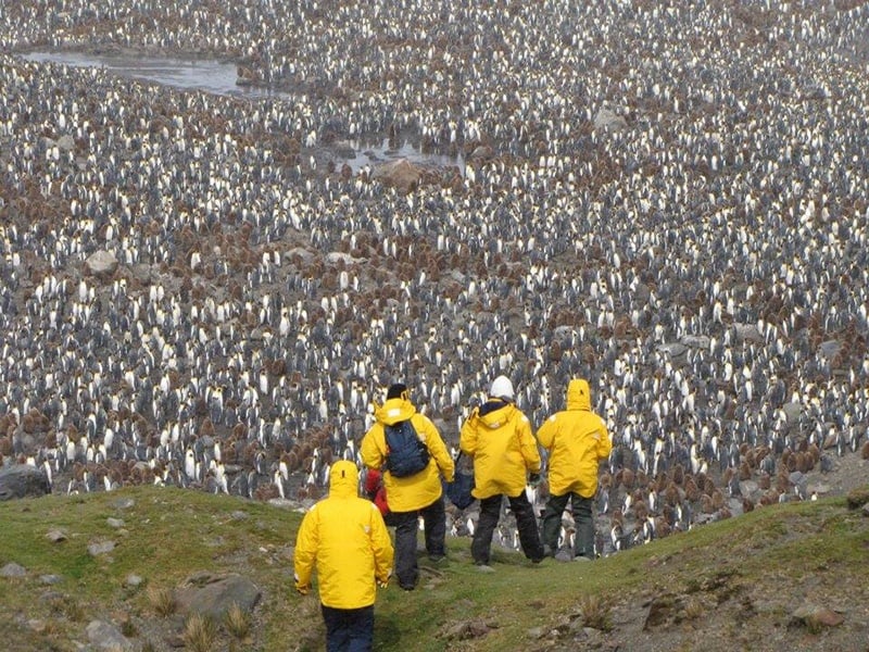 2011_Falklands_South_Georgia_and_Antarctic_Peninsula_Voyage..jpg