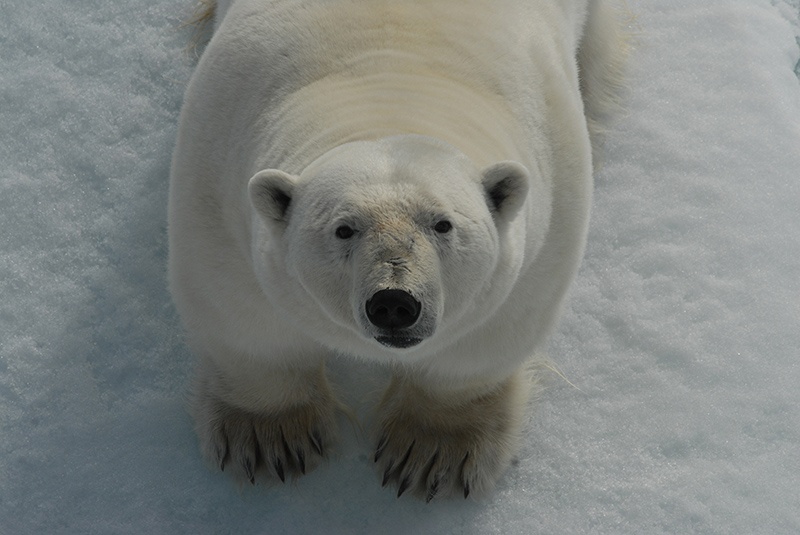 A polar bear stares up at Arctic expedition passengers in Spitsbergen, Svalbard. Photo: Rob de Haas