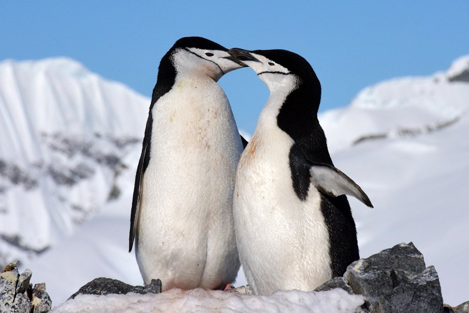 Orne Harbour Chinstrap Penguins