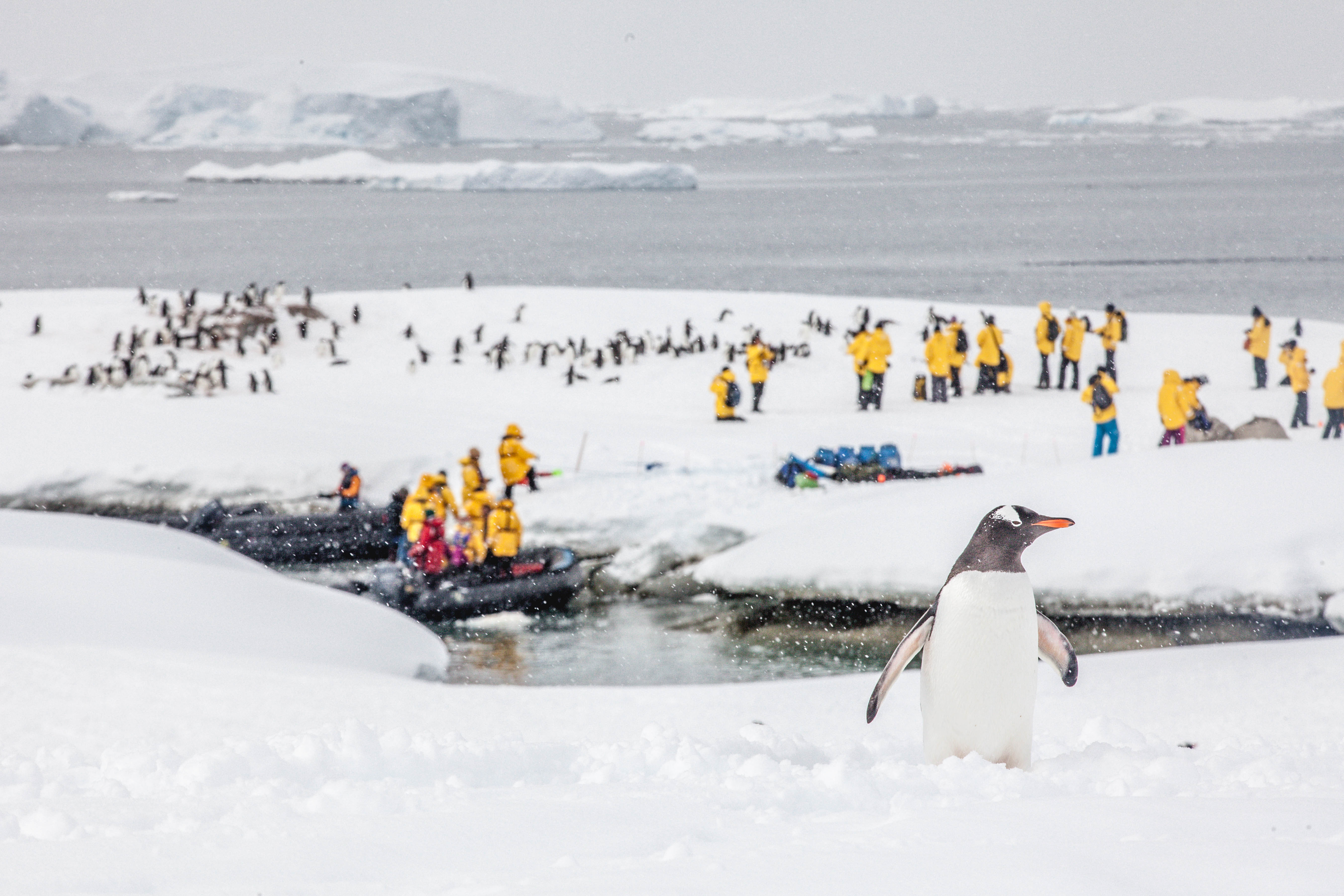 Penguin Colony Landing