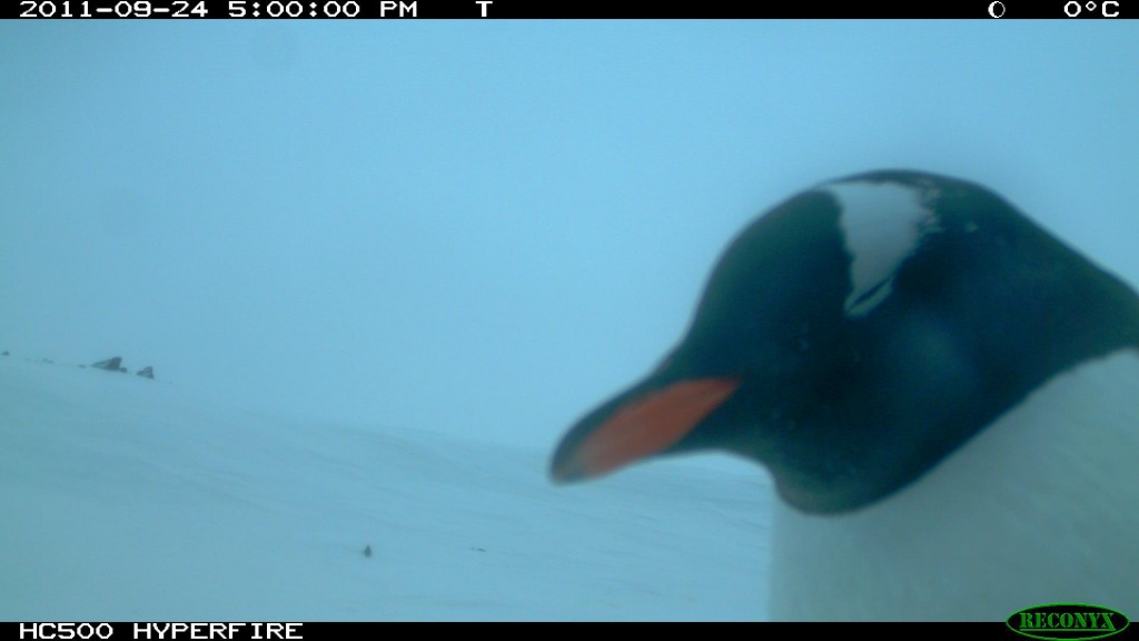 a photo from one of Dr. Tom Hart's cameras in Antarctica