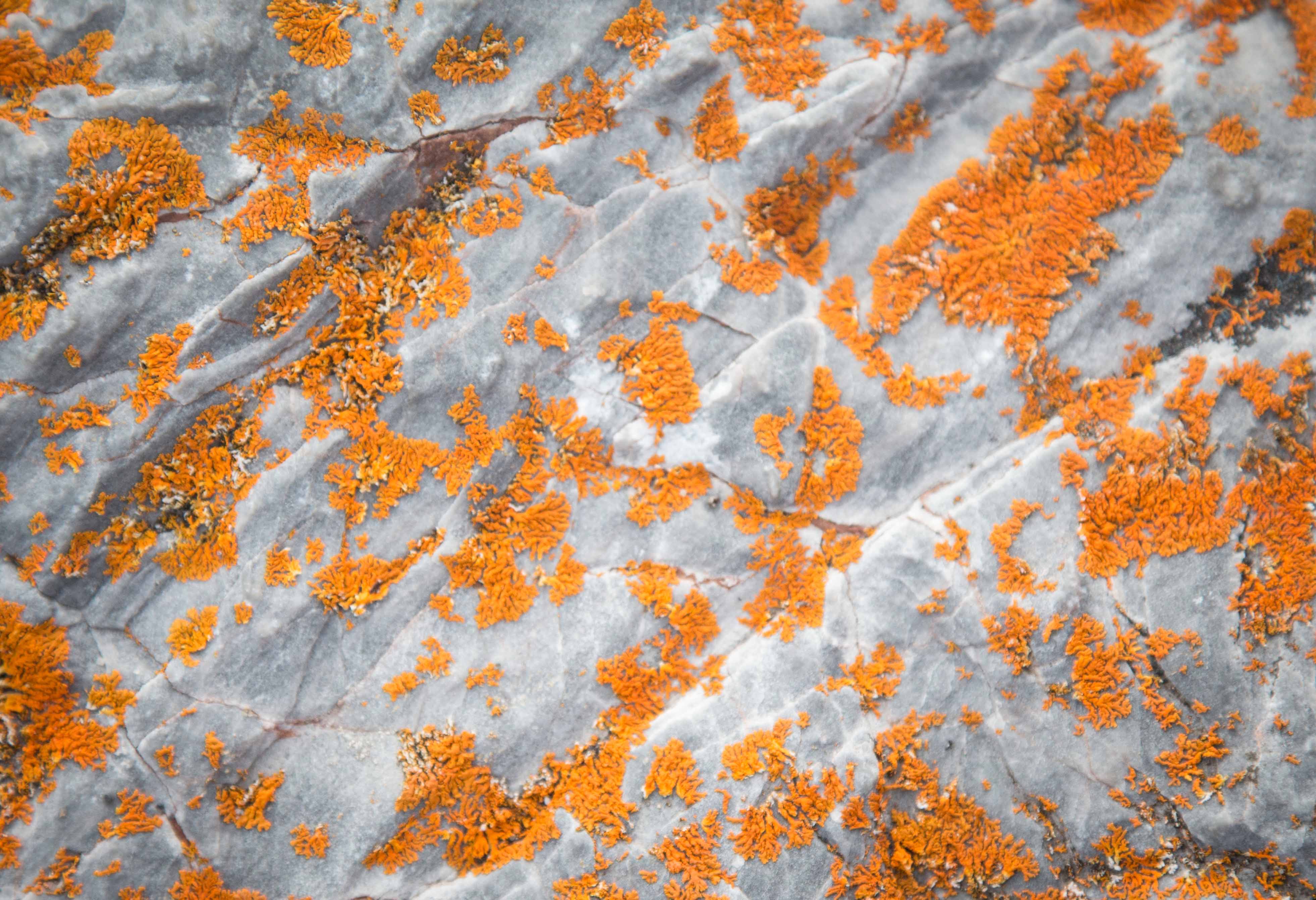 The persevering lichen has adapted to the Arctic tundra, thriving without any soil.