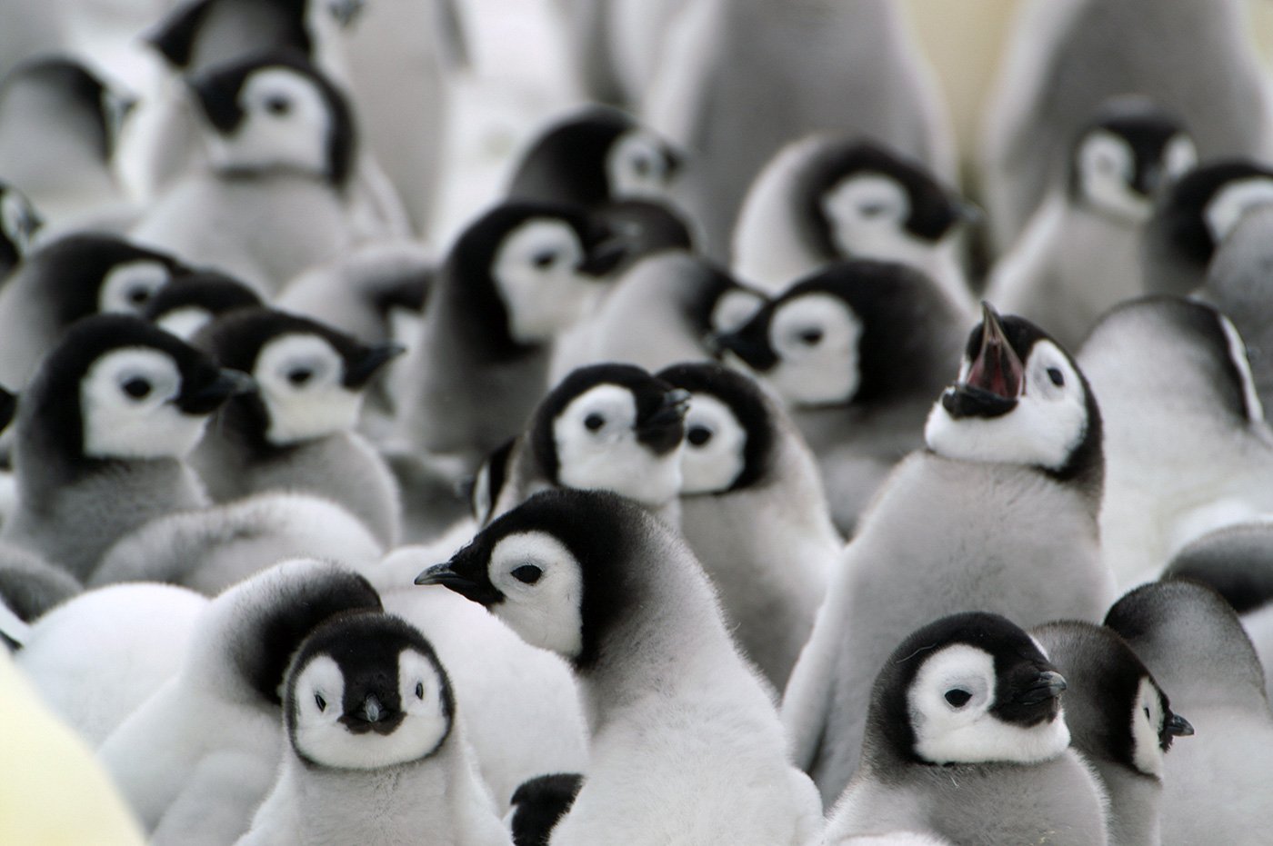 Emperor penguin chicks - Photo credit: Quark passenger: Rene
