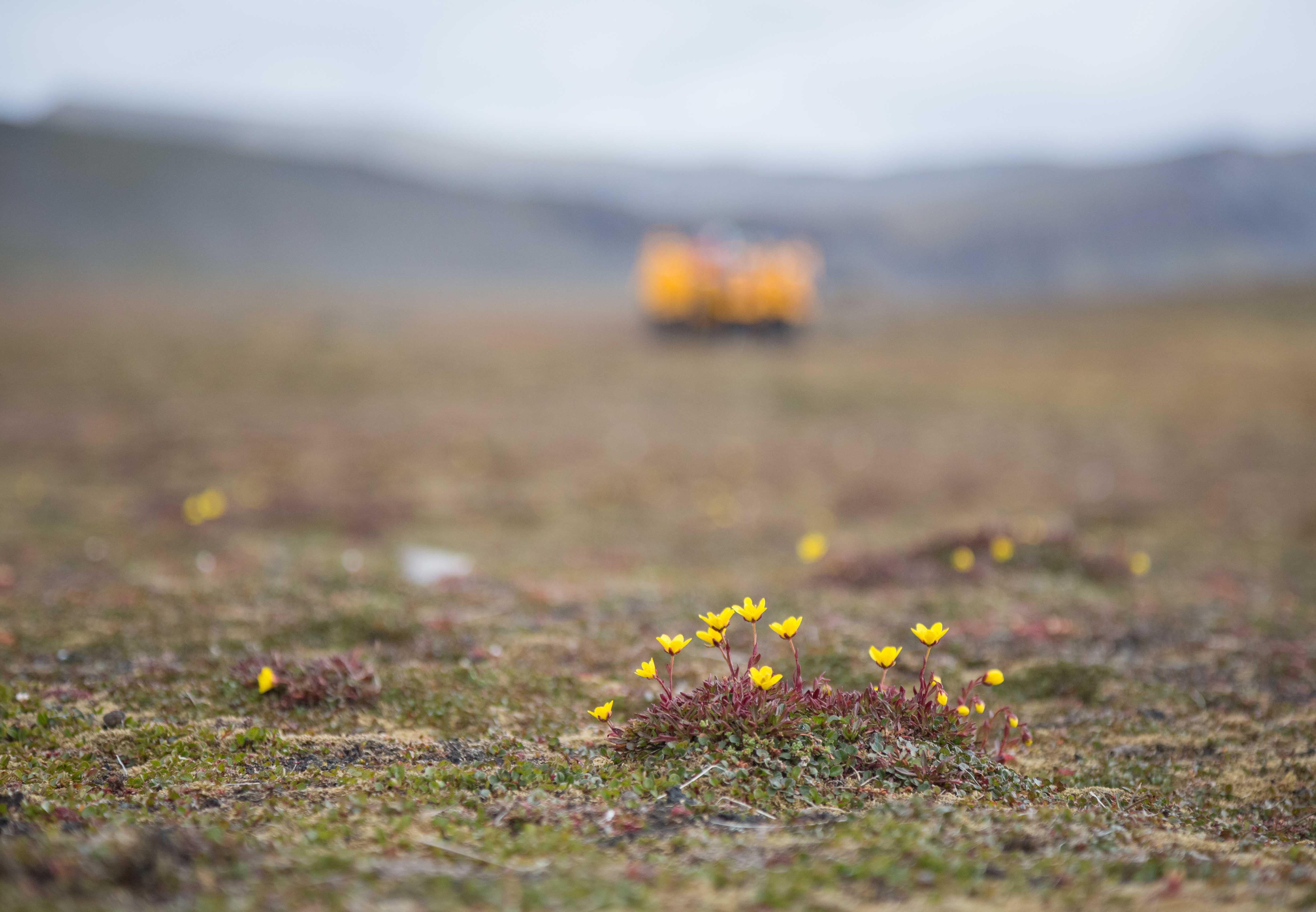 The pretty Yellow Marsh Saxifrage is often found in Arctic bogs.