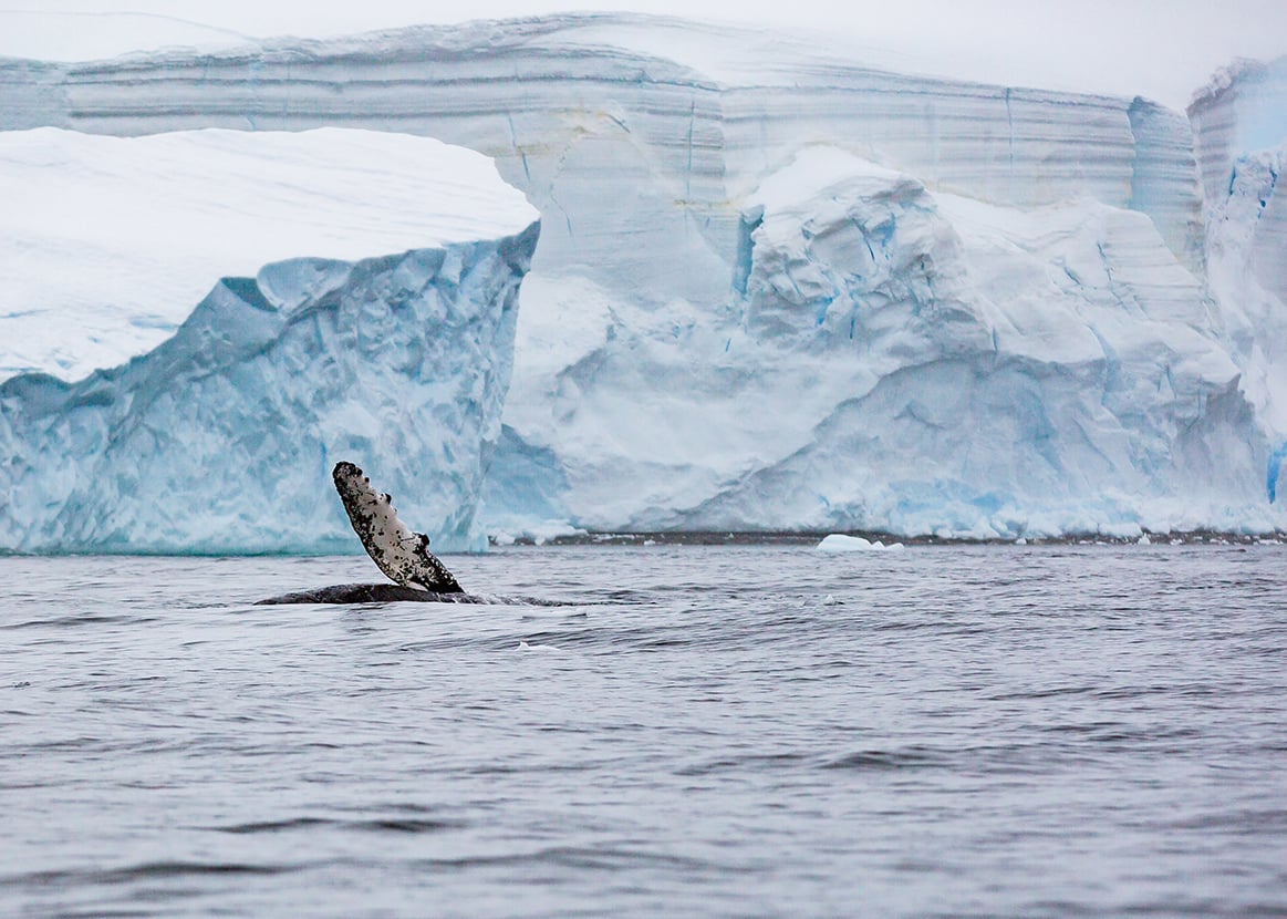 Witnessing a humpback whale in its natural Arctic setting is one of the most memorable experiences guests can enjoy on a polar expedition to Greenland. 