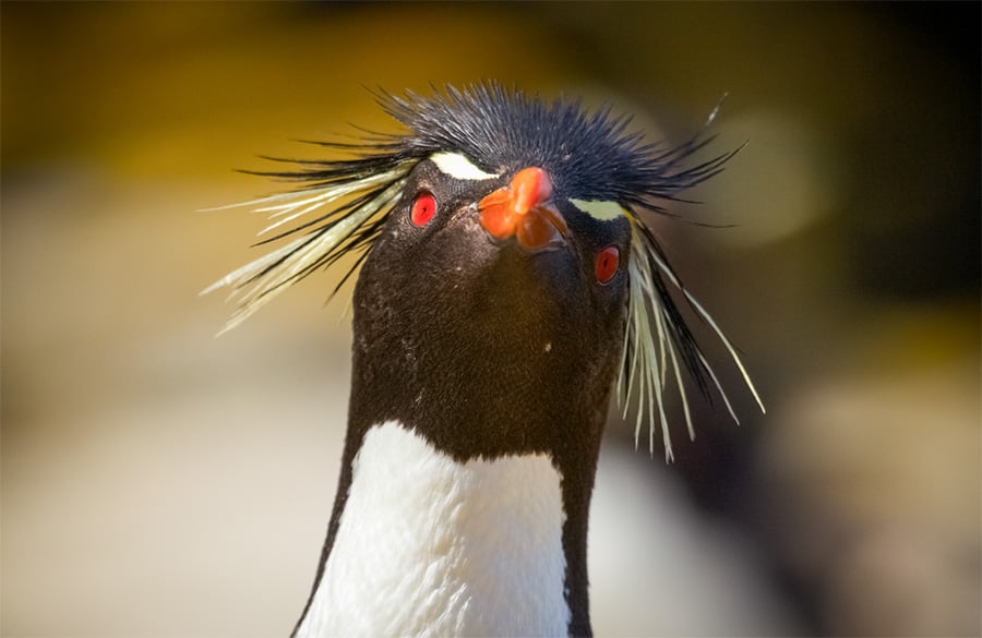 A sassy looking rockhopper puts on a show for visitors to the Falkland Islands.