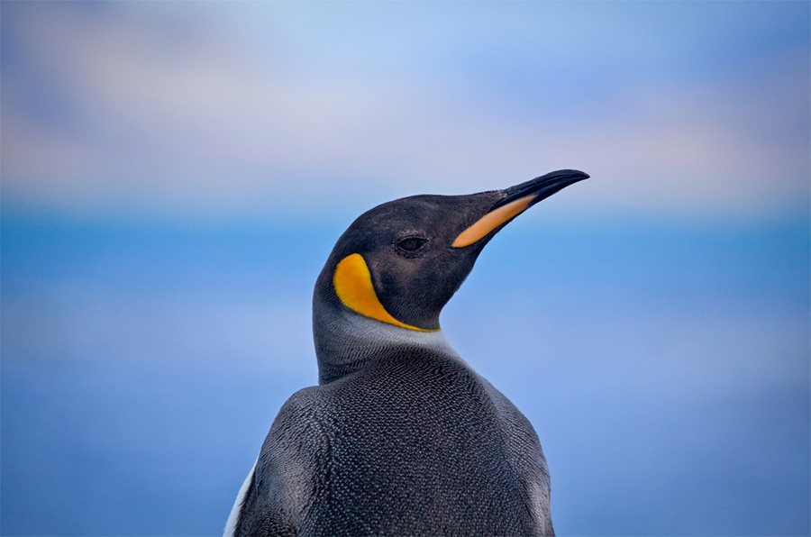A king penguin at Grytviken, South Georgia.