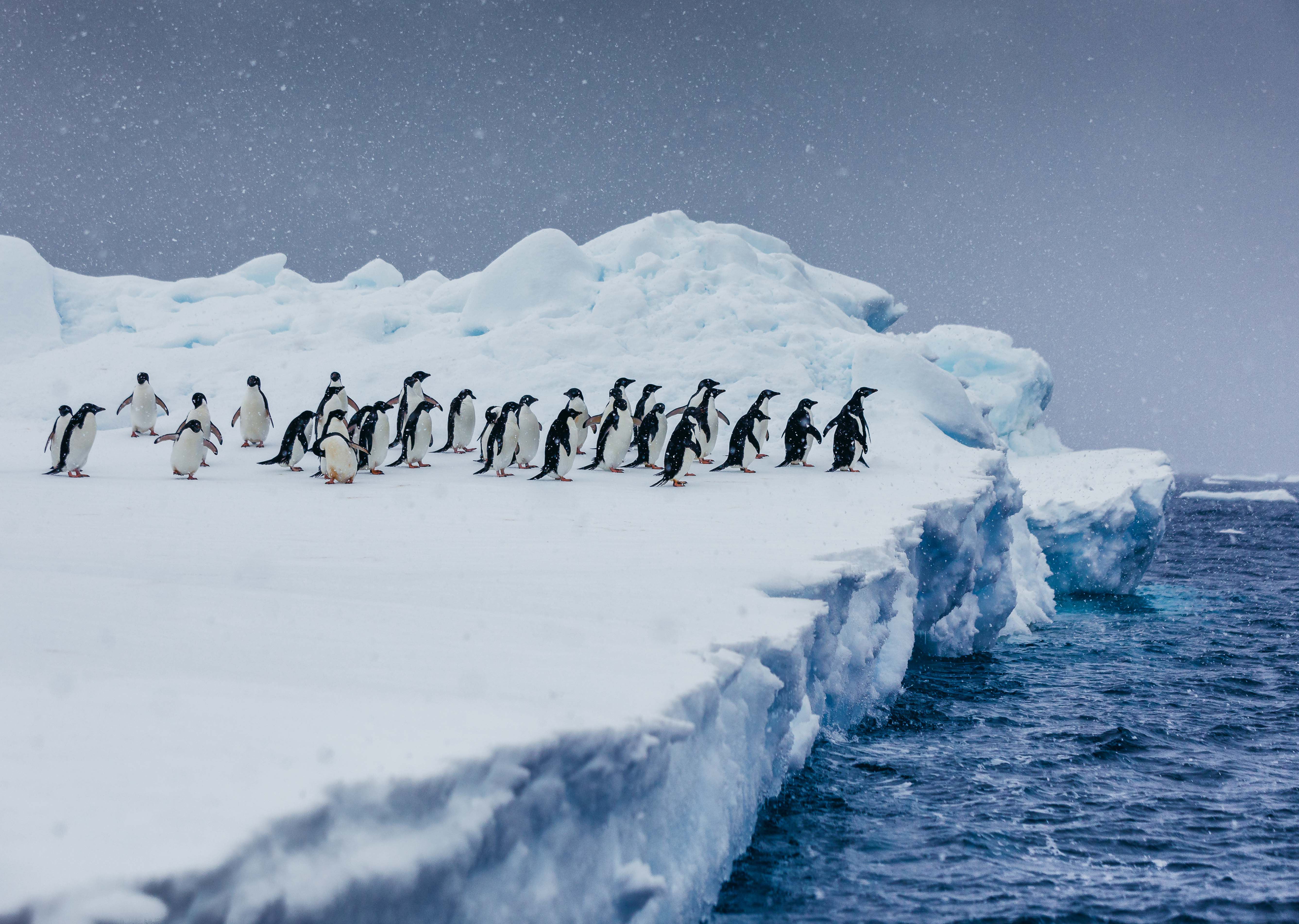 A common sight in Antarctica: Adelie penguins marching  (or waddling) toward the ocean.