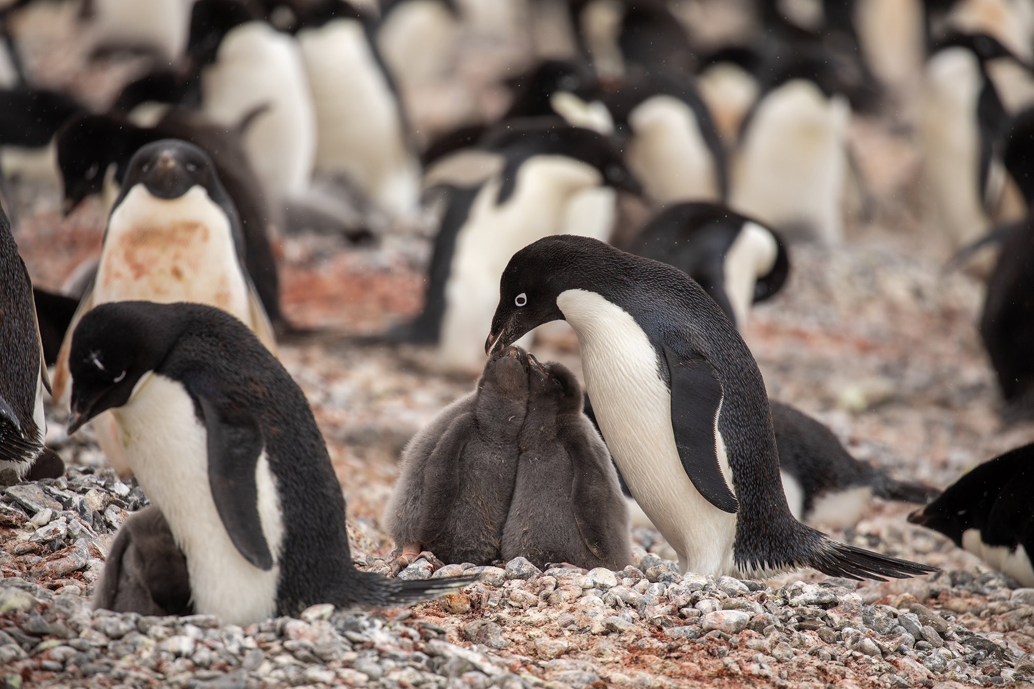 Adelie Penguins - Photo by Michelle Sole