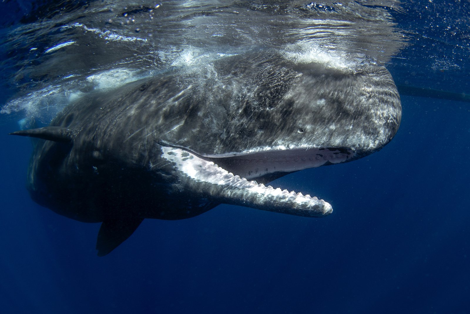 Wildlife Guide: Sperm Whale Facts | Quark Expeditions