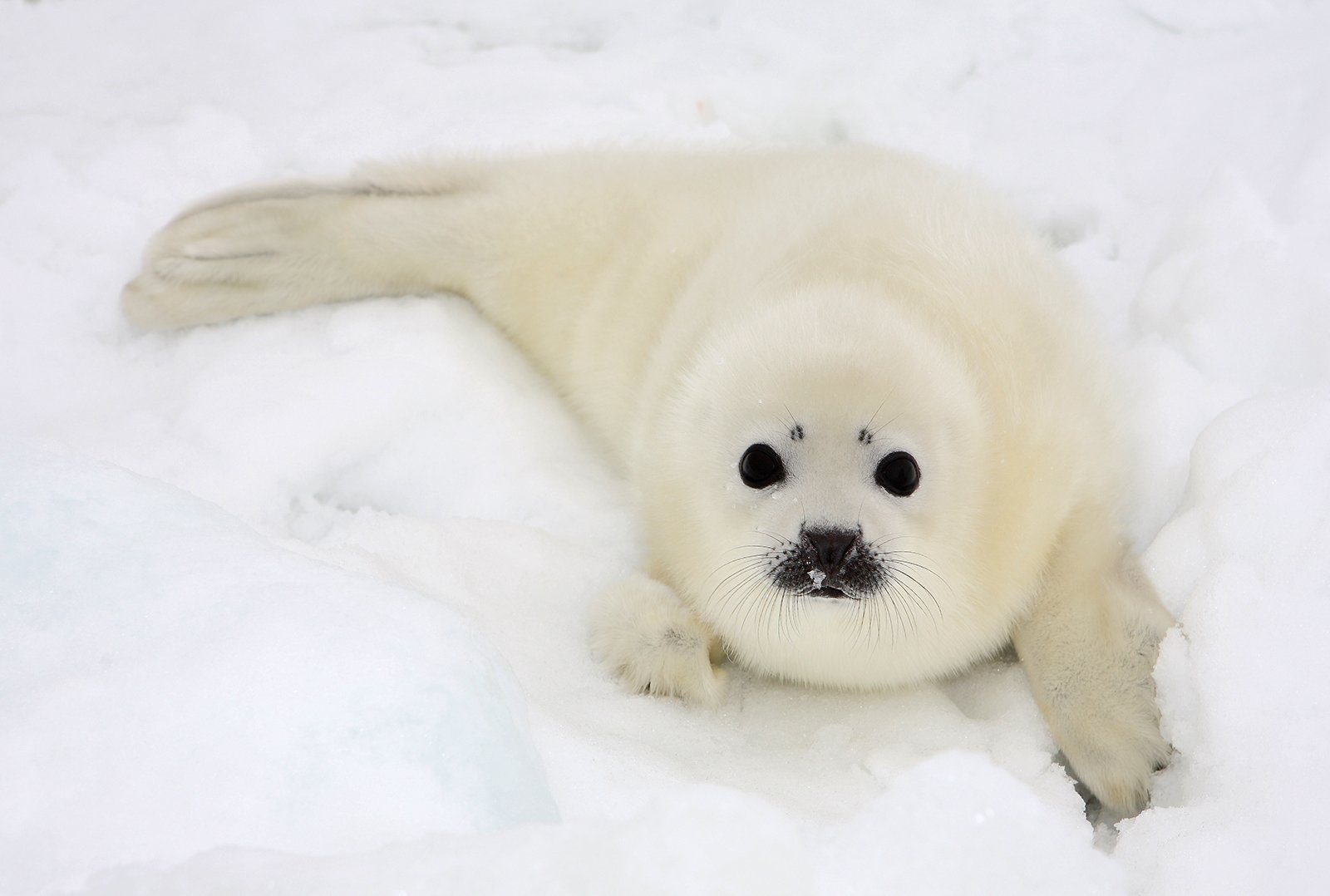 Harp Seal  Facts, pictures & more about Harp Seals