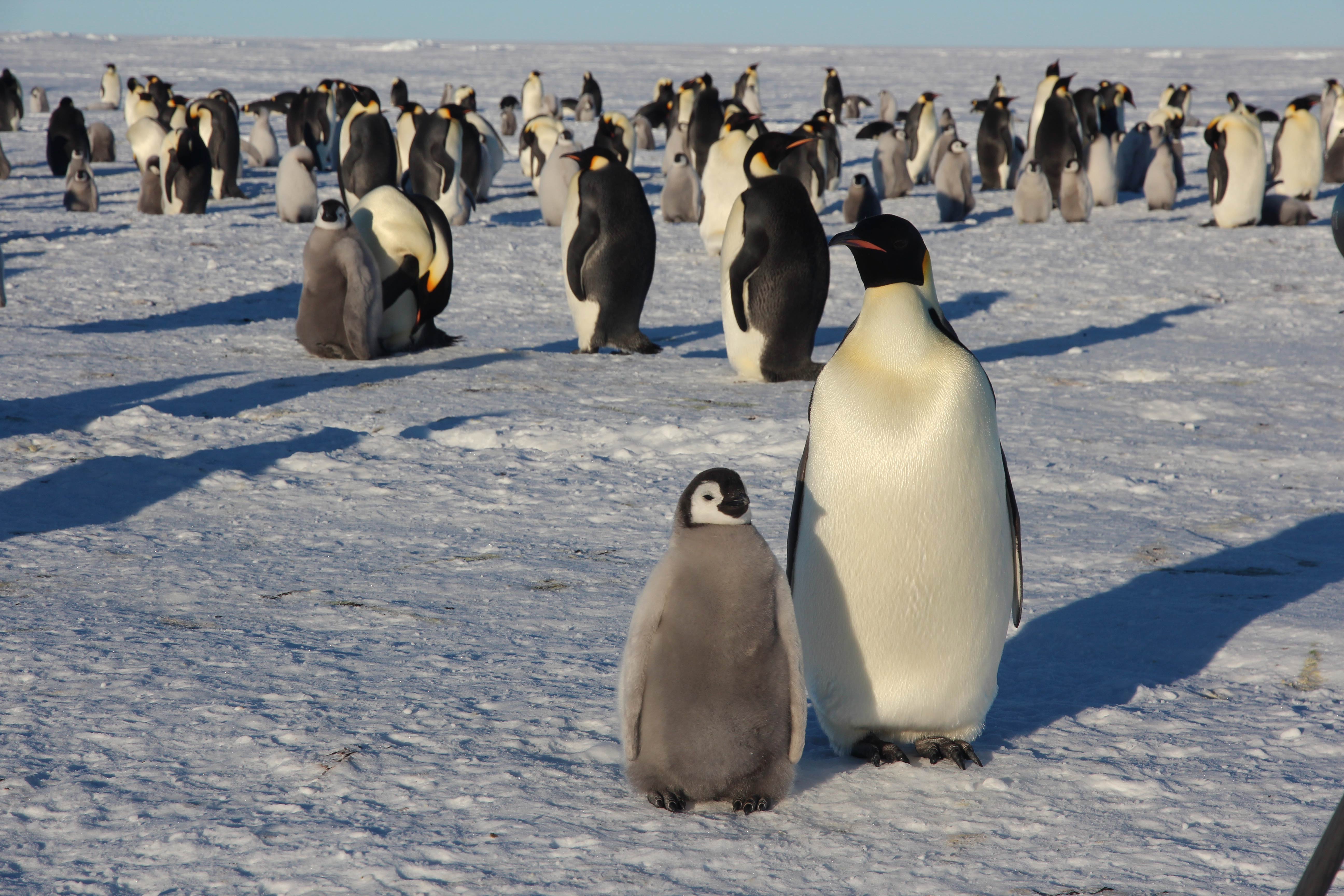 An adult Emperor penguin and chick on thick sea ice. Photo credit: Dr. Tom Hart, Penguin Watch
