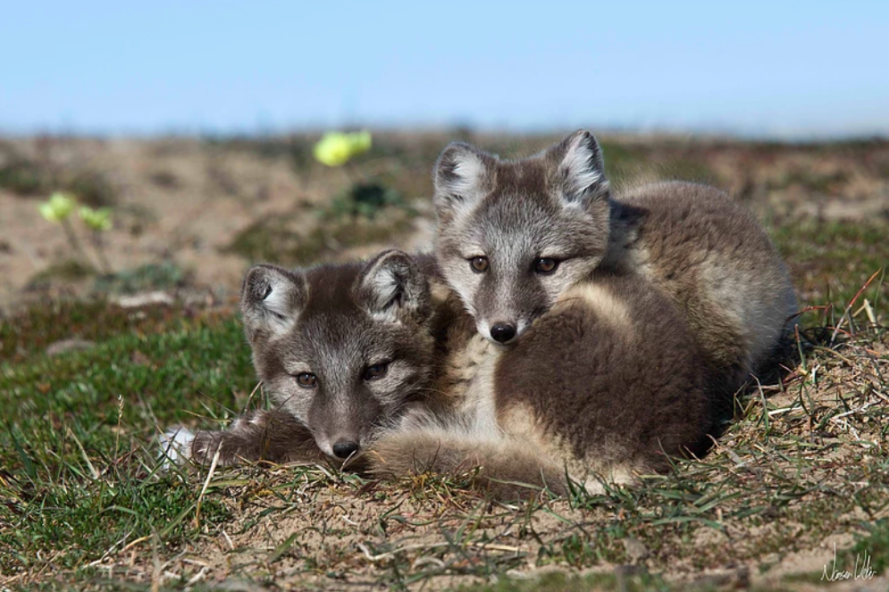 Arctic foxes pictured at Arctic Watch