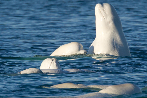 Beluga whales at Arctic Watch. Photo credit: Nansen Weber Photography
