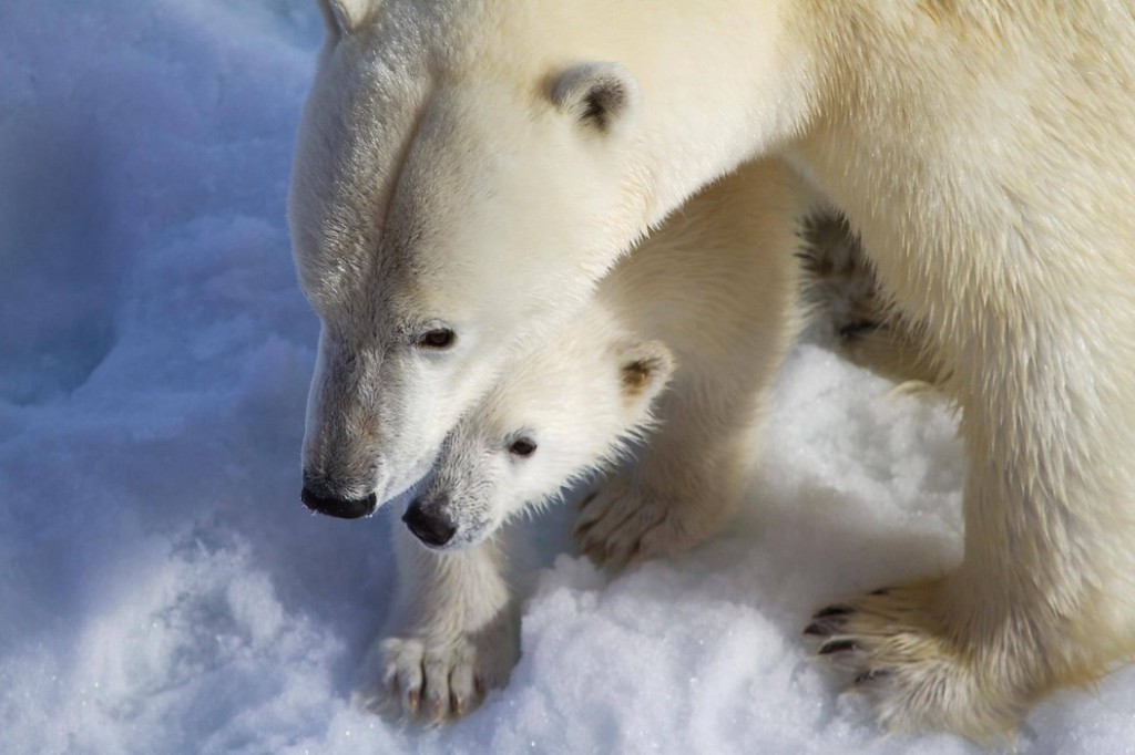 An Arctic polar bear and its cub as photographed by a Quark Expeditions passenger.