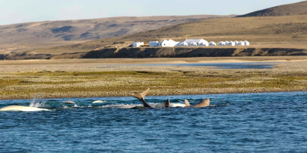 Arctic Watch Beluga