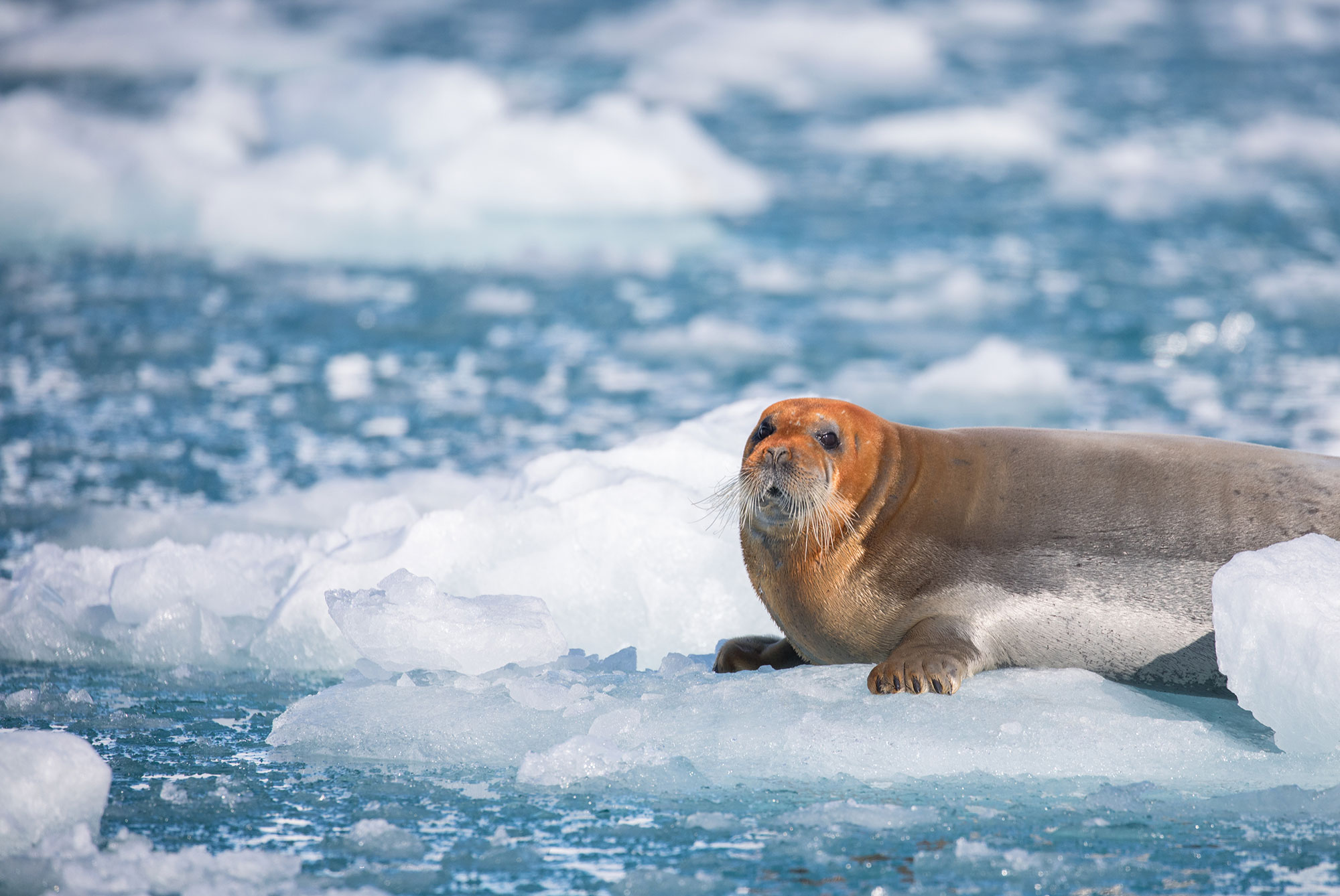 A bearded seal poses for the camera at Lilliehook Glacier, Svalbard.