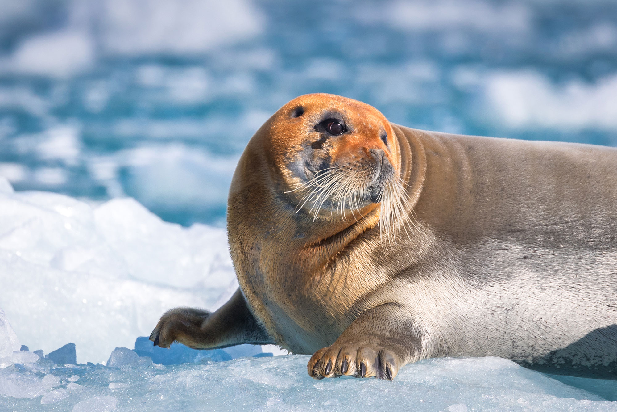 A uniquely colored bearded seal surveys its surroundings  near Lilliehook Glacier, Svalbard, in Arctic Norway.