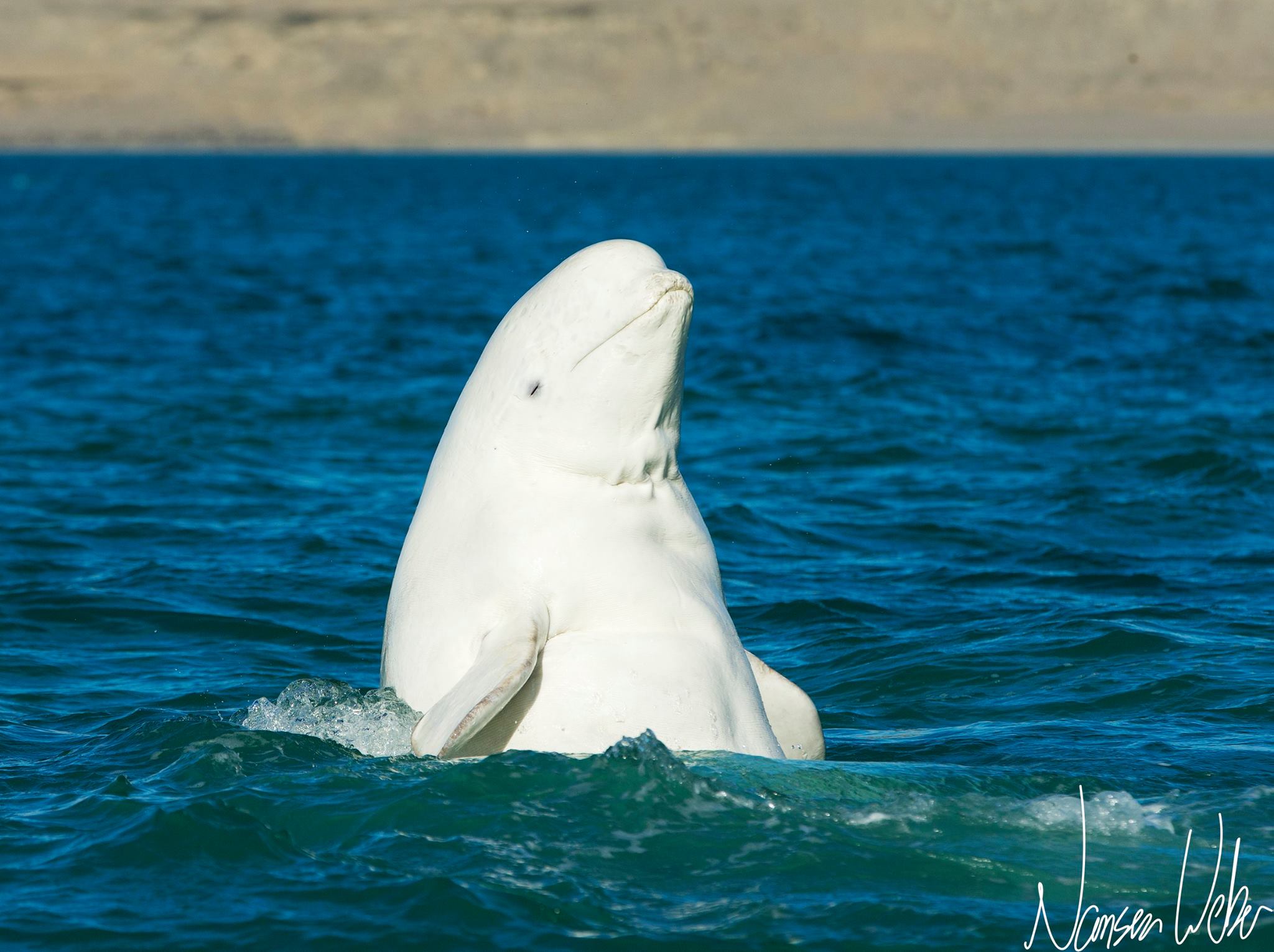 Playful beluga at Arctic Watch