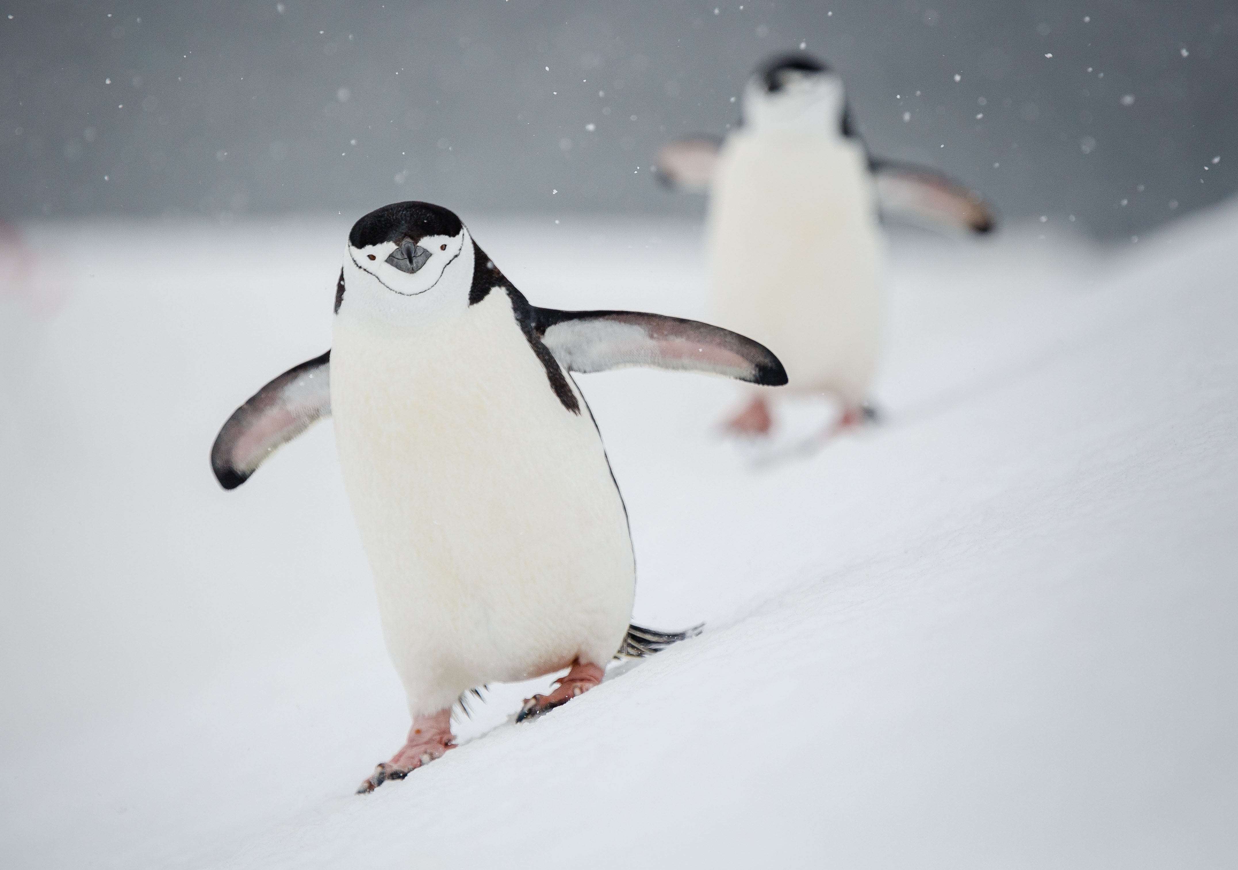 Chinstrap penguins toddle along an incline, delighting Quark passengers in Antarctica