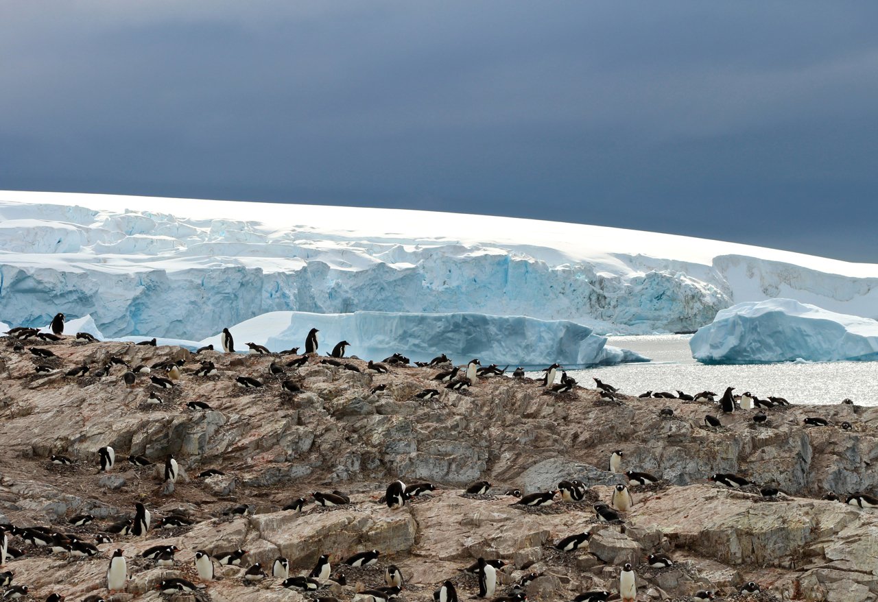 Gentoo penguins somehow make a cozy home and nest on frigid rock at Cuverville Island, a passenger favorite landing site in Antarctica. Photo: Miranda Miller