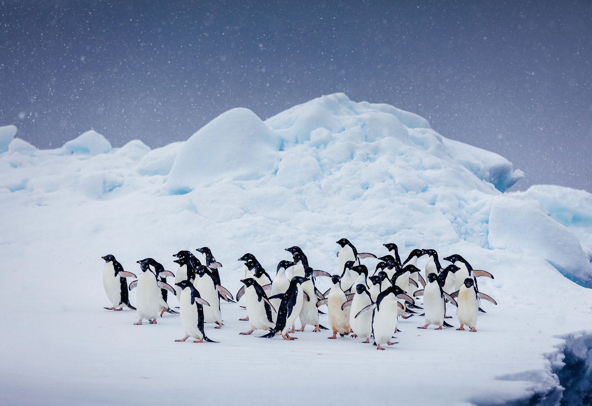Adelie penguins are small but feisty.