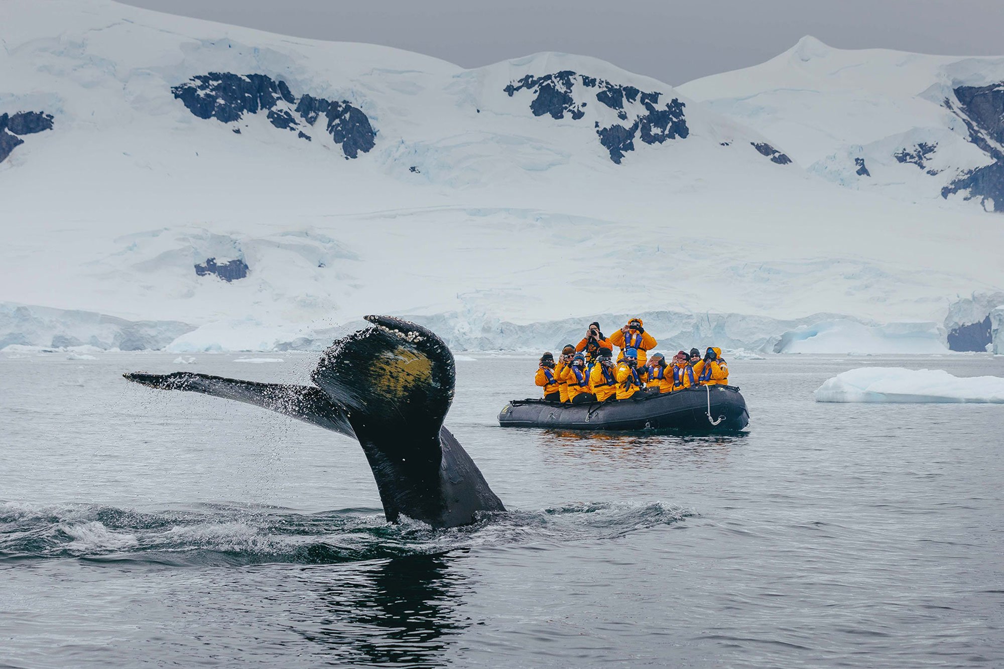 Humpback whale puts on a show for Quark Expeditions guests in Neko Harbour. 