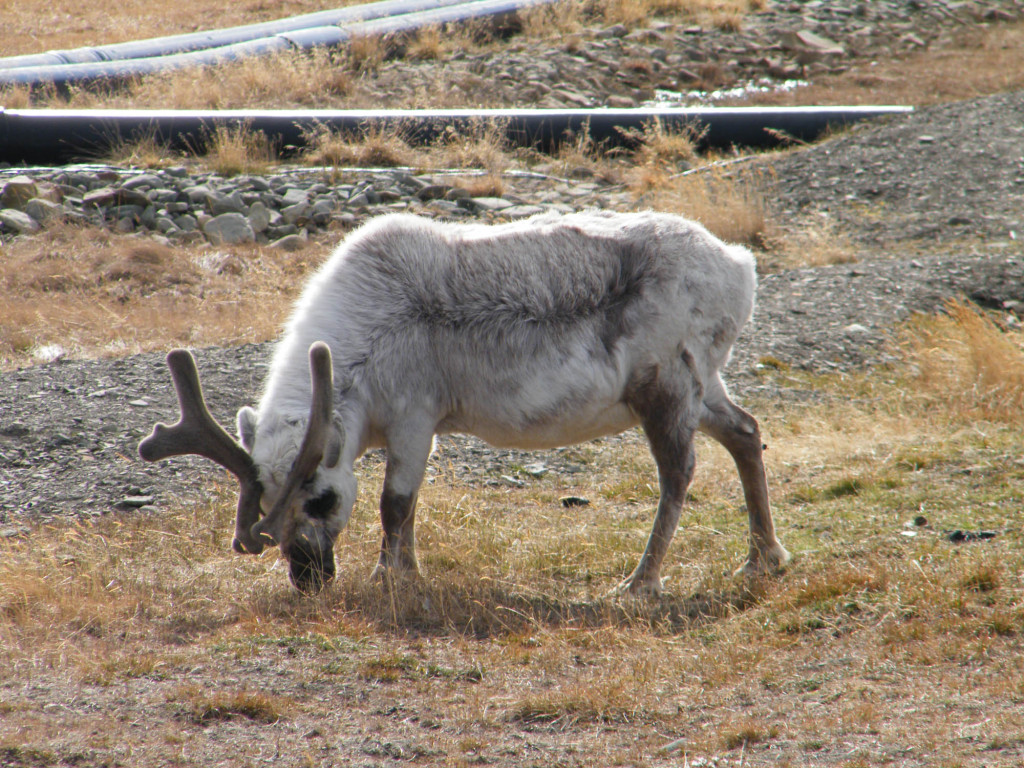 A Svalbard reindeer makes a meal of the tasty tundra in Spitsbergen, wildlife capital of the Arctic.