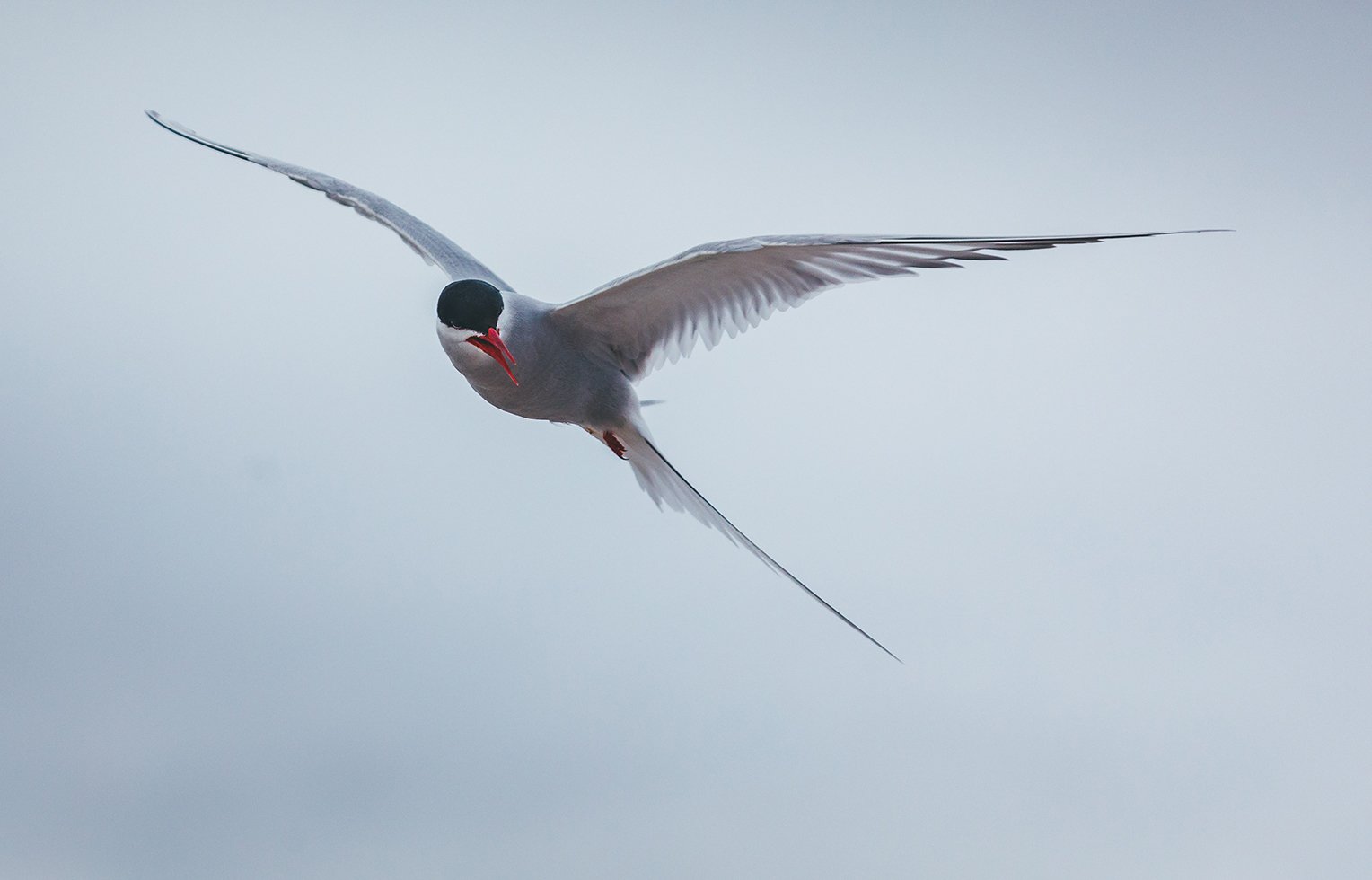 rctic terns&apos; annual migratory route ranges from 44,000 to 59,000 miles . Their migration is the longest of any bird species on the planet.