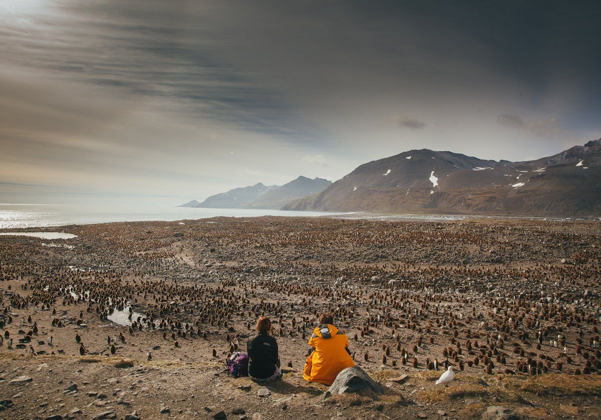 Passengers sit overlook a King penguin rookery in South Georgia. Photo by David Merron