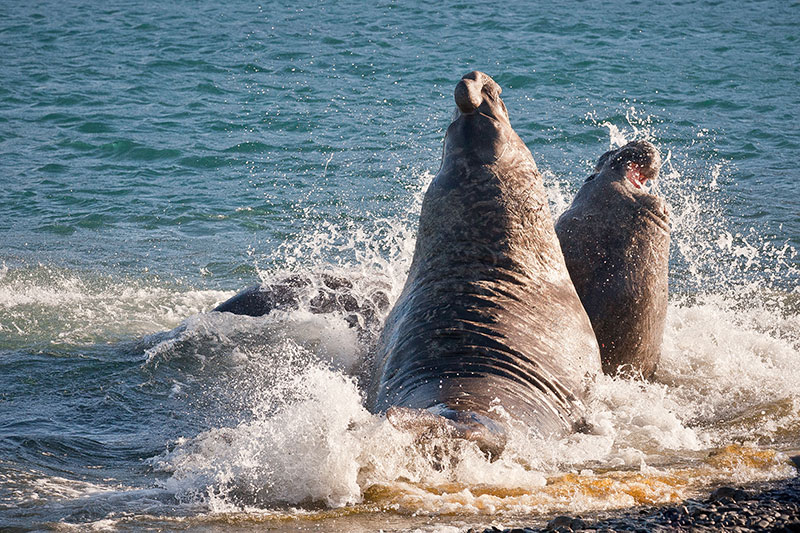 Elephant seals fighting