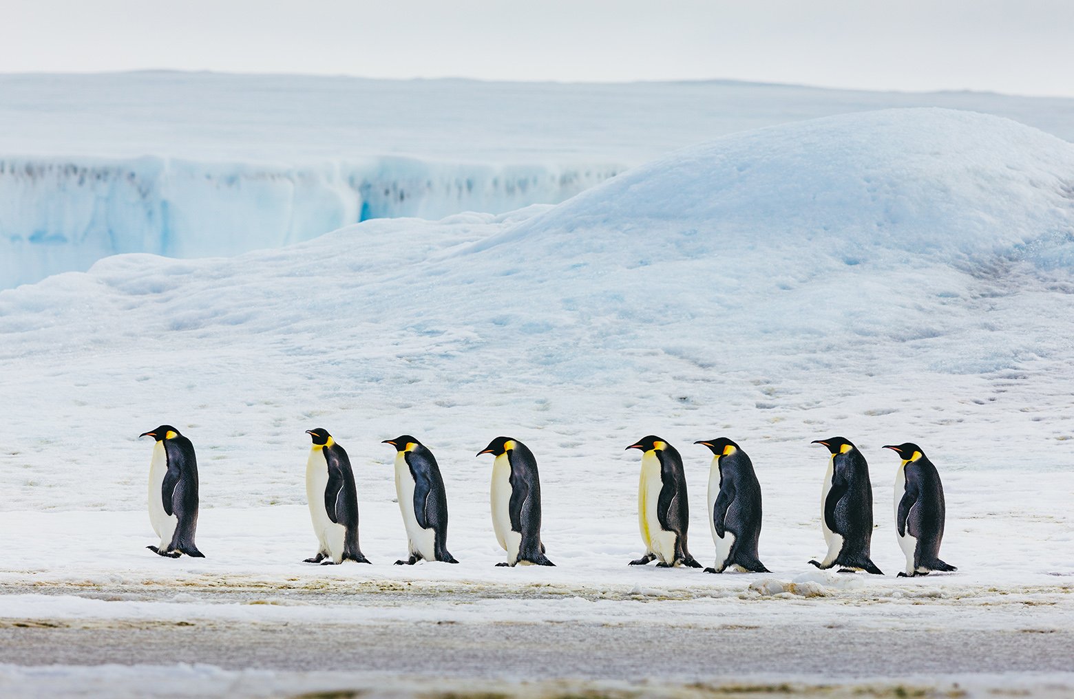The march of emperor penguins at Snow Hill Island, Antarctica.
