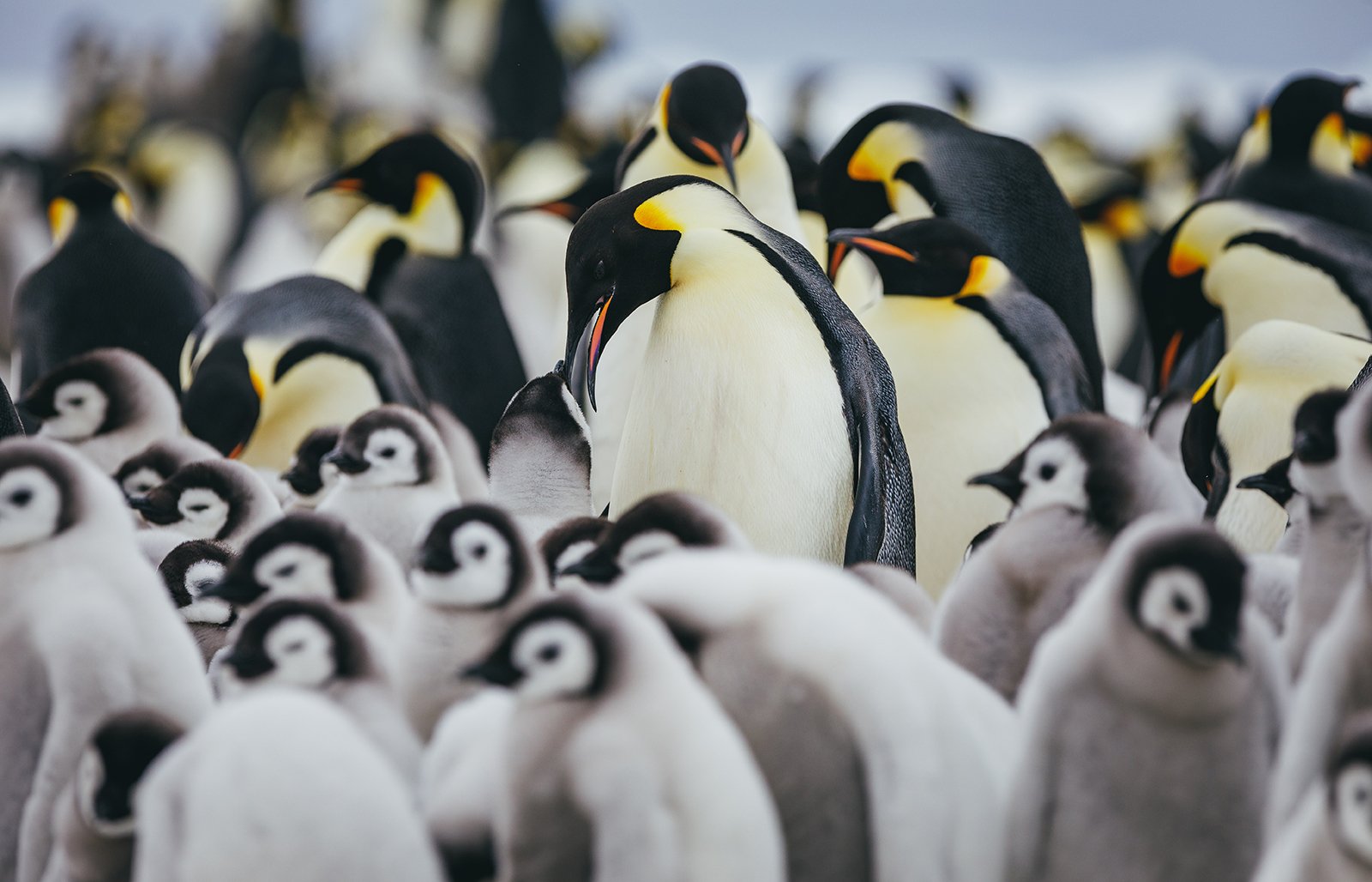 In Search for the Emperor Penguin