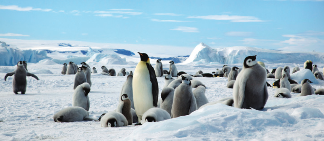 An adult Emperor penguin stands surrounded by hatchlings just preparing to moult at Snow Hill, Antarctica.