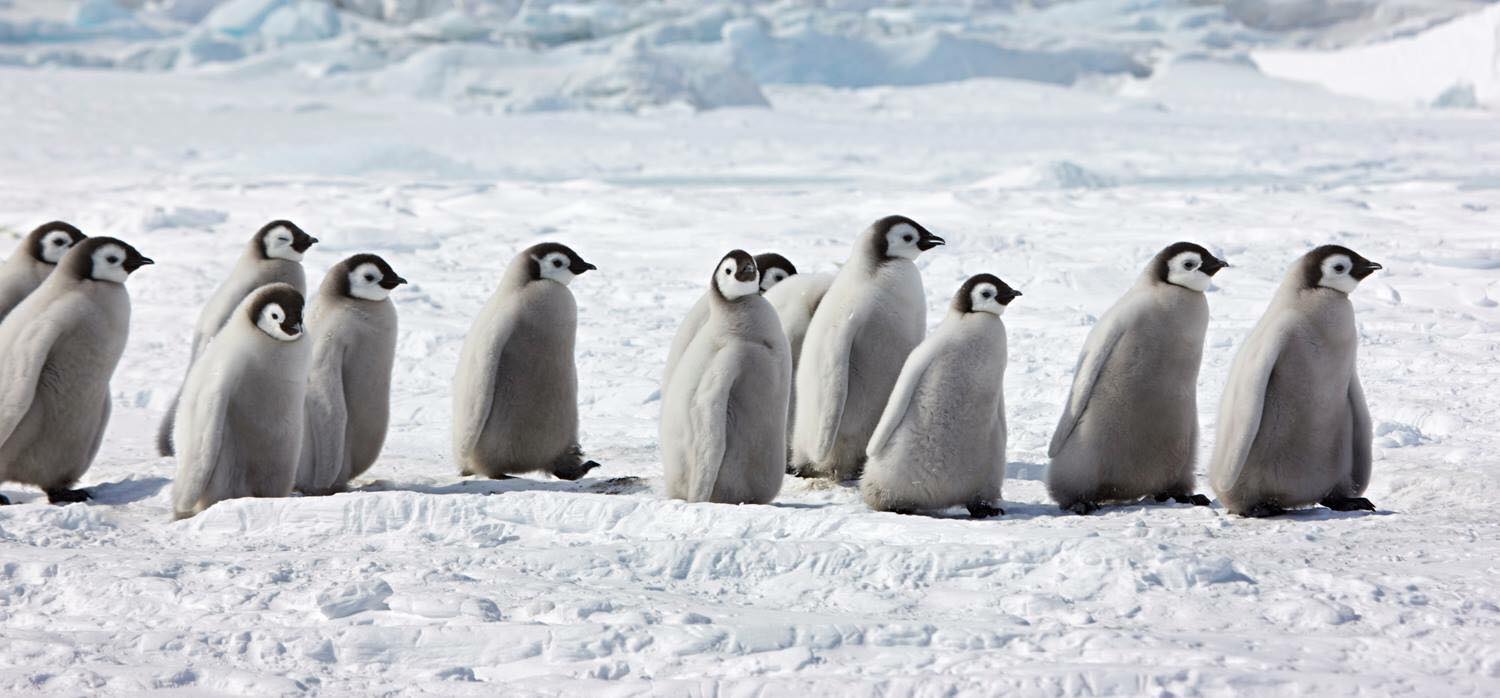 Emperor penguin chicks at Snow Hill