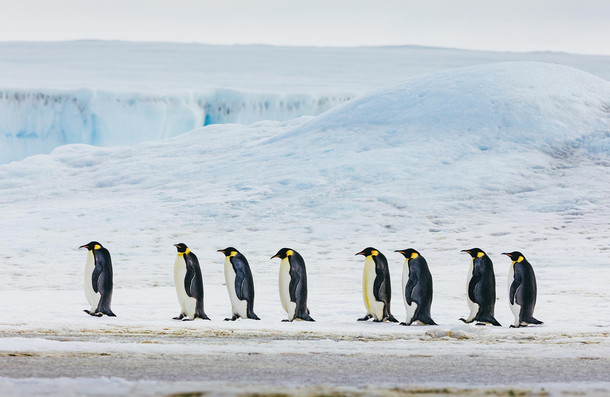 Why Did Penguins Stop Flying? The Answer Is Evolutionary