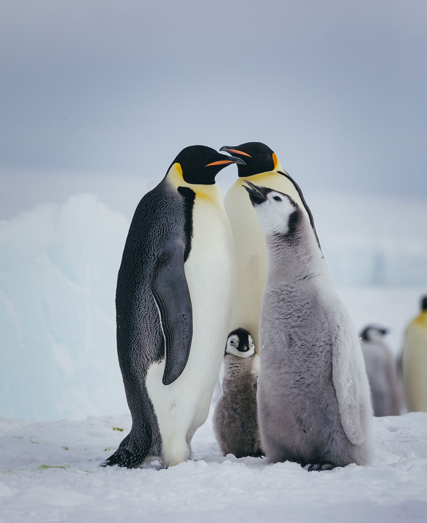 Emperor penguins raise chicks on the ice